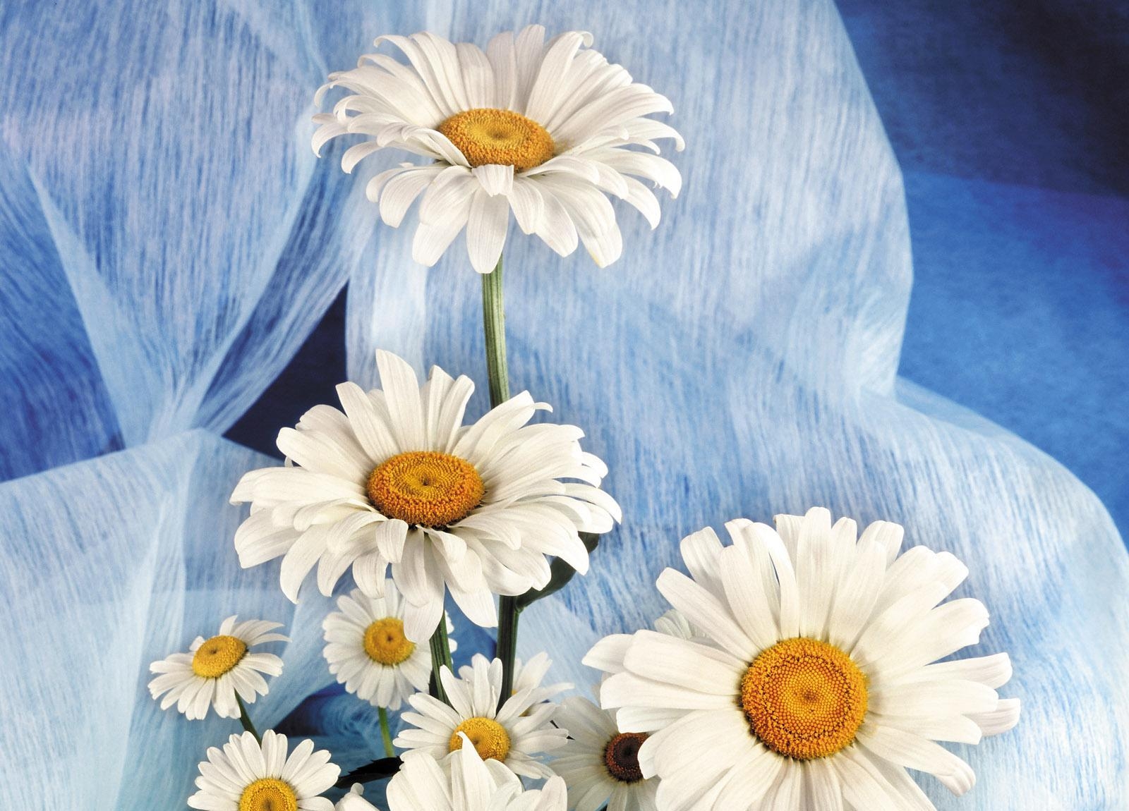 Download mobile wallpaper Bouquet, Camomile, Flowers, Snow White for free.