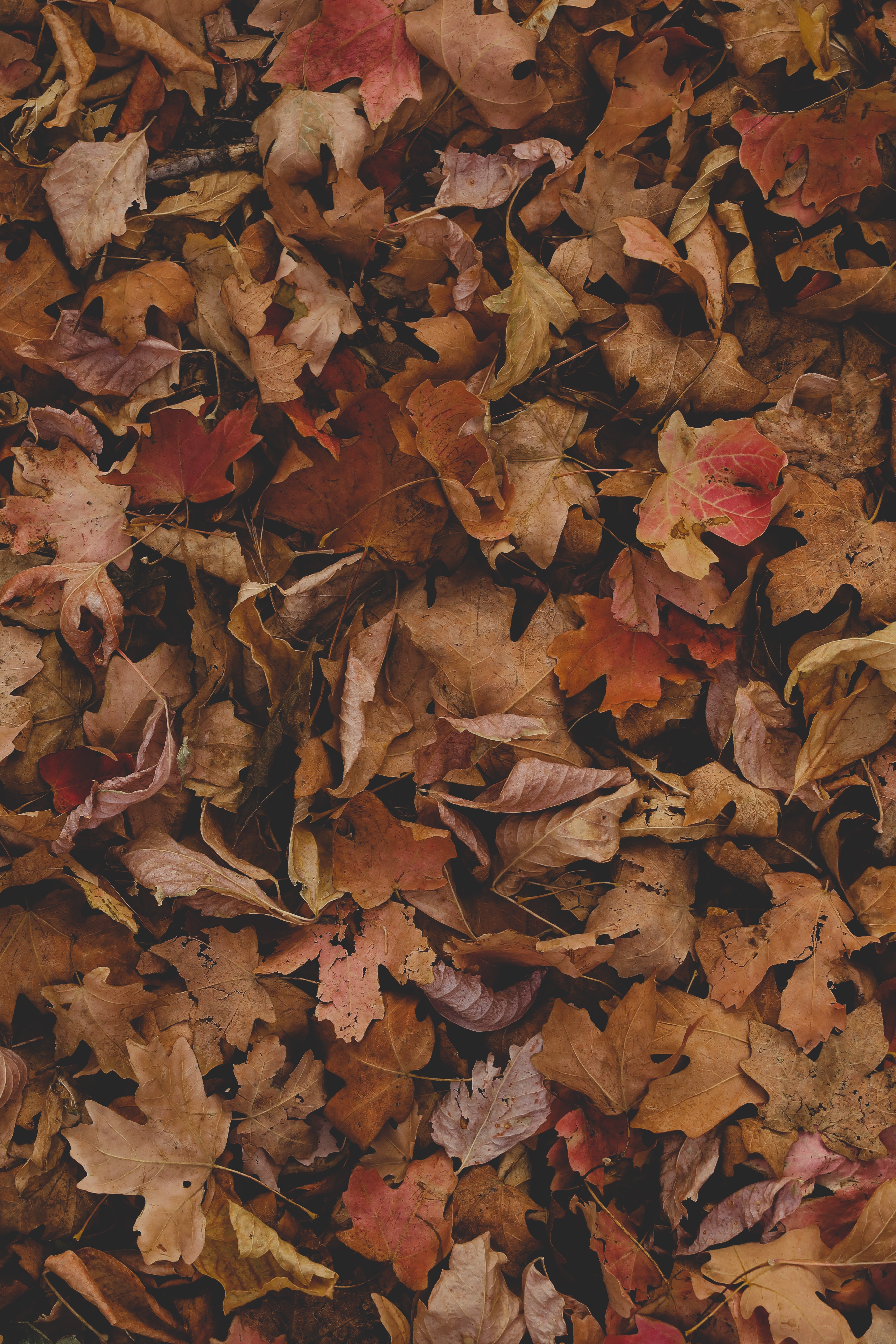 96024 descargar fondo de pantalla naturaleza, otoño, hojas, seco, arce: protectores de pantalla e imágenes gratis