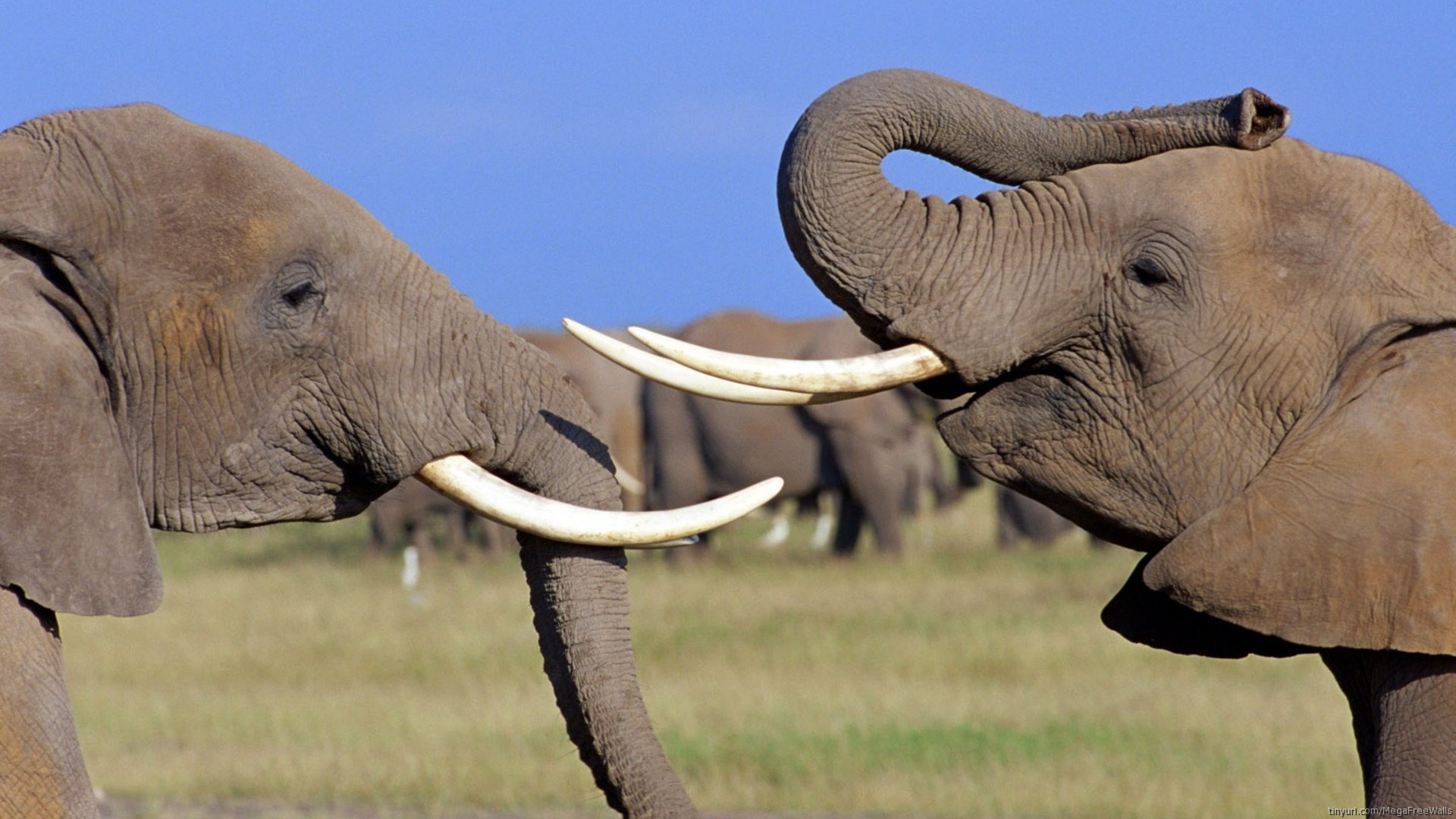 1459065 télécharger le fond d'écran animaux, éléphant de savane d'afrique, éléphant - économiseurs d'écran et images gratuitement