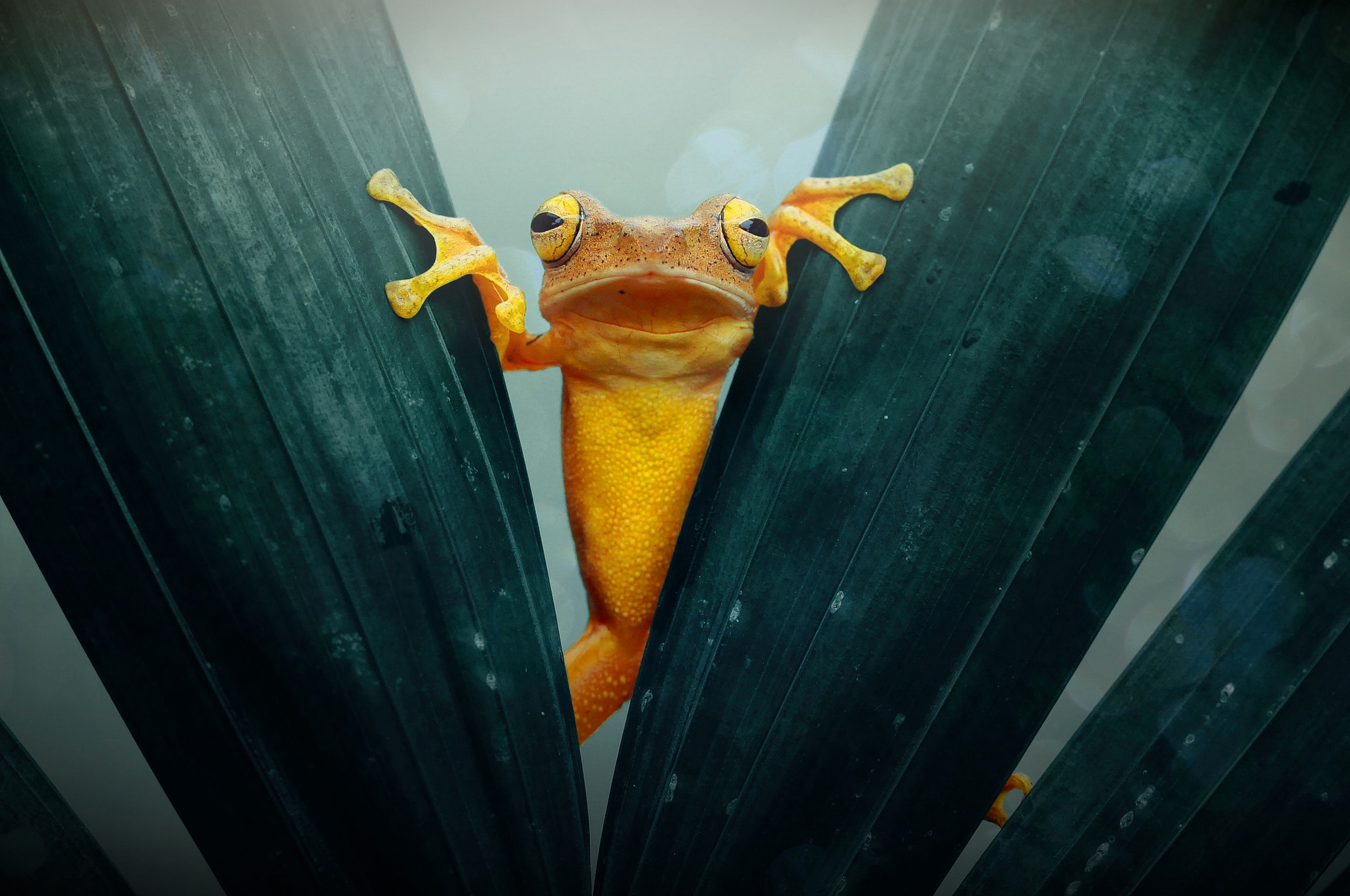 animal, frog, amphibian, frogs Desktop home screen Wallpaper