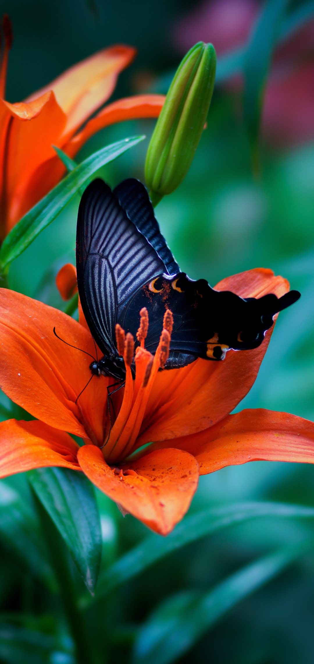 1385052 Bildschirmschoner und Hintergrundbilder Schmetterlinge auf Ihrem Telefon. Laden Sie  Bilder kostenlos herunter