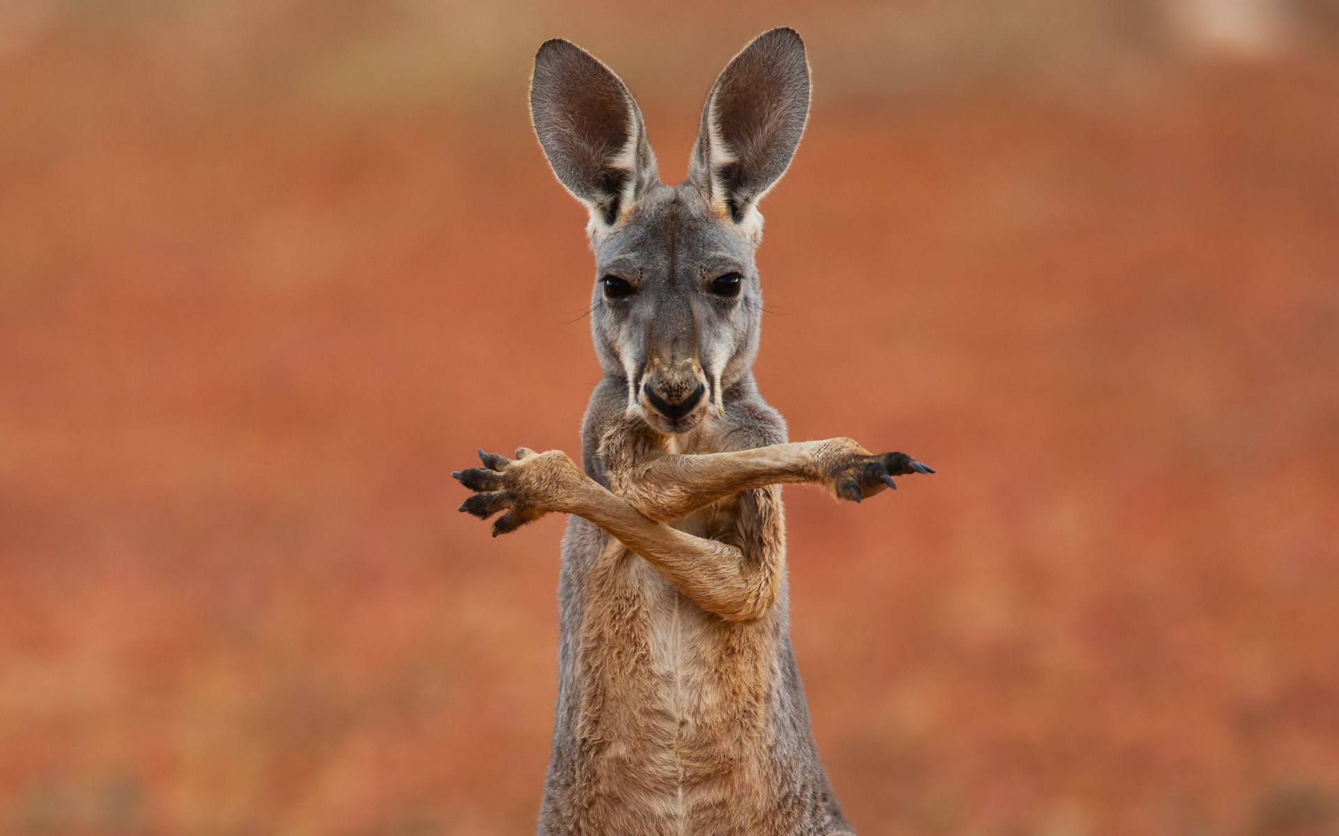 Mobile wallpaper kangaroo, animal