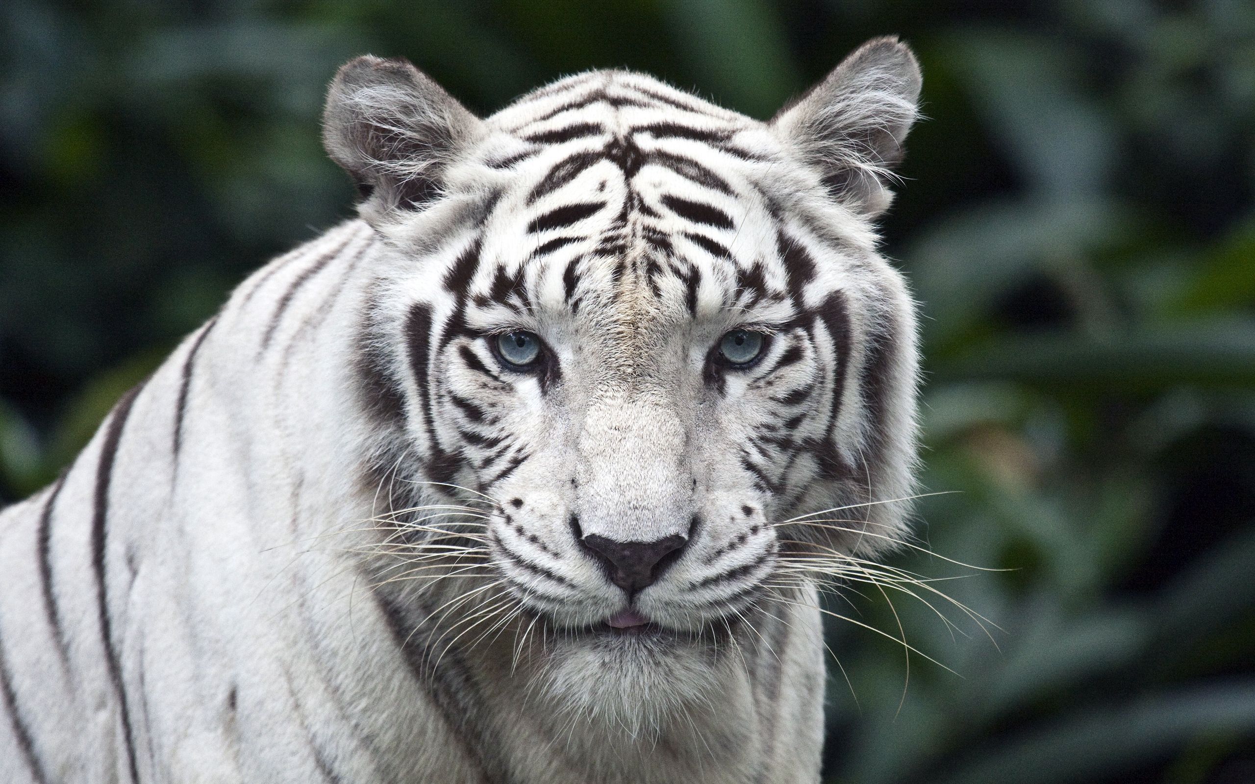 Download mobile wallpaper Sight, Opinion, Albino, Animals, Predator, Big Cat, Stripes, Tiger, Streaks for free.