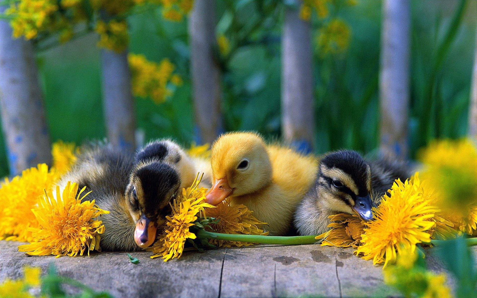 animals, flowers, grass, color, ducklings