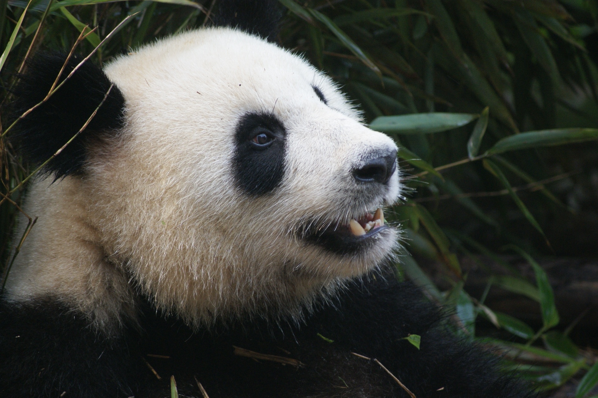 Handy-Wallpaper Schnauze, Panda, Tiere, Bär kostenlos herunterladen.