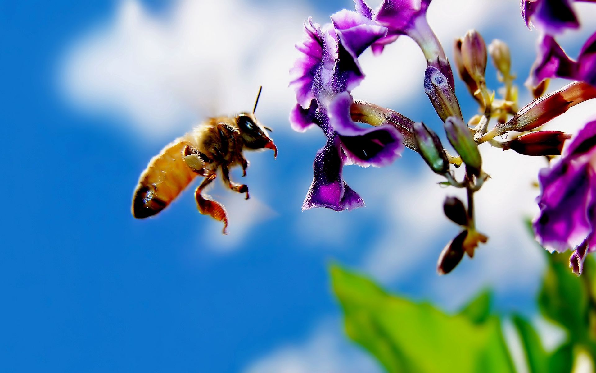 bee, flower, macro, flight, pollination
