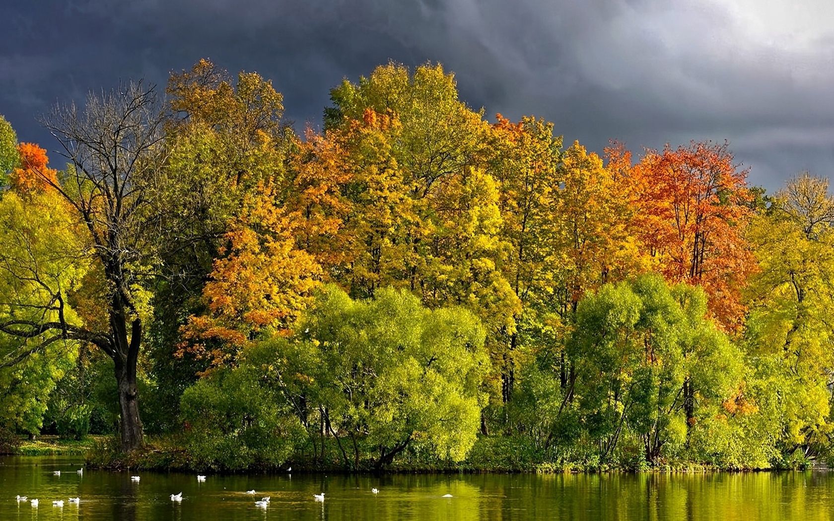 trees, nature, ducks, autumn, clouds, lake, shore, bank, mainly cloudy, overcast desktop HD wallpaper