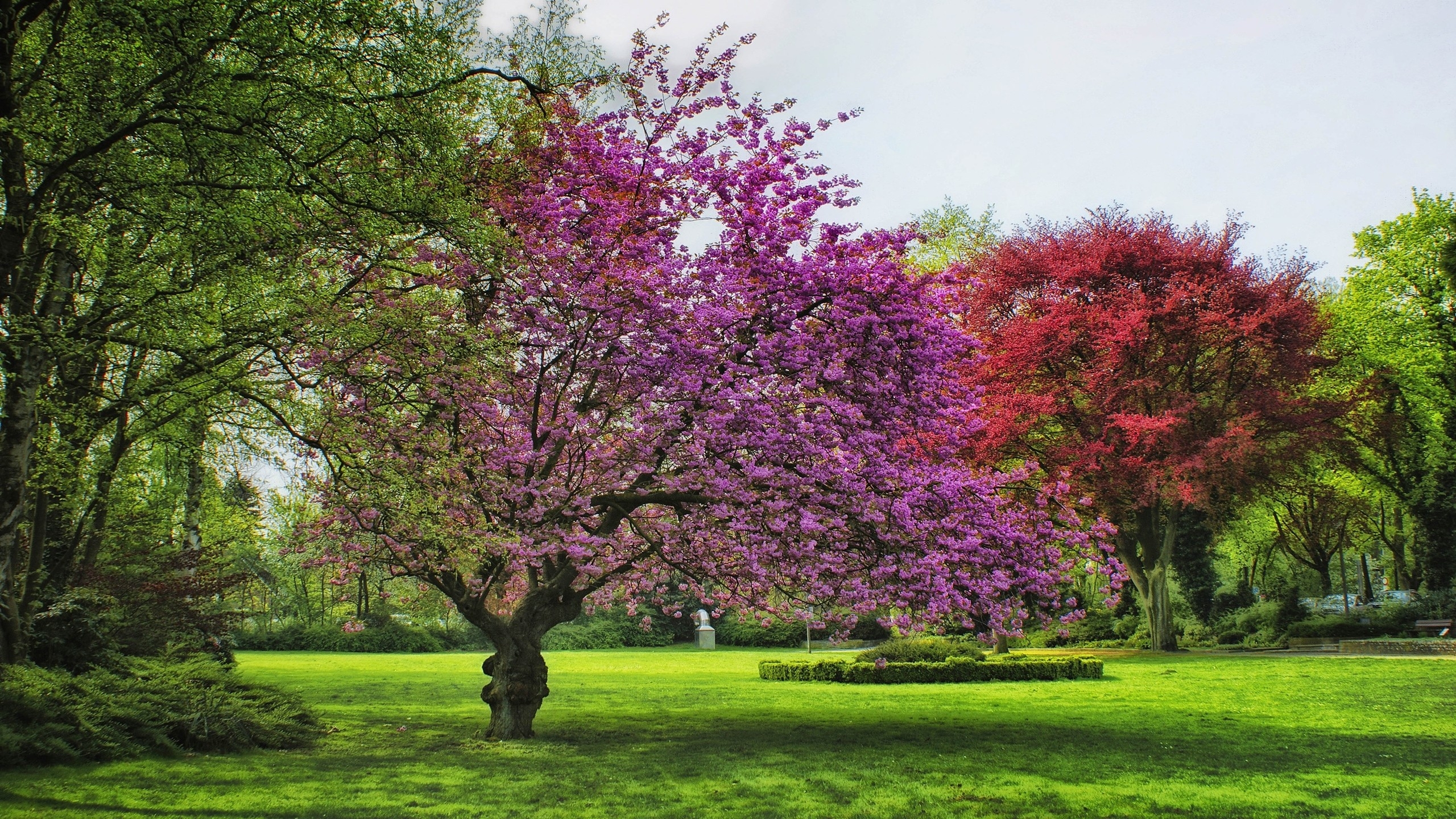 Free download wallpaper Nature, Park, Tree, Spring, Photography, Blossom on your PC desktop
