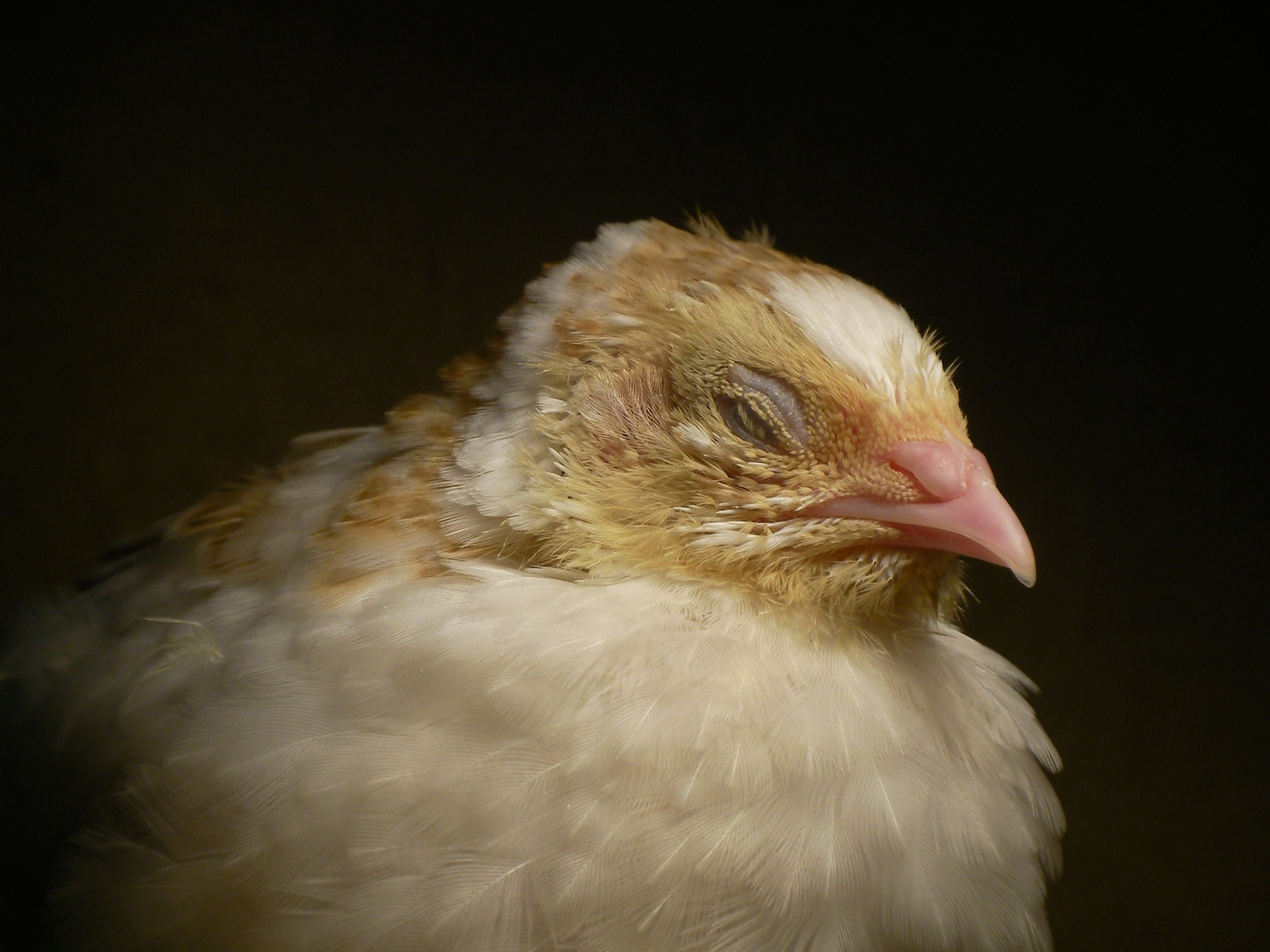 522182 descargar imagen animales, pollo, ave, aves: fondos de pantalla y protectores de pantalla gratis