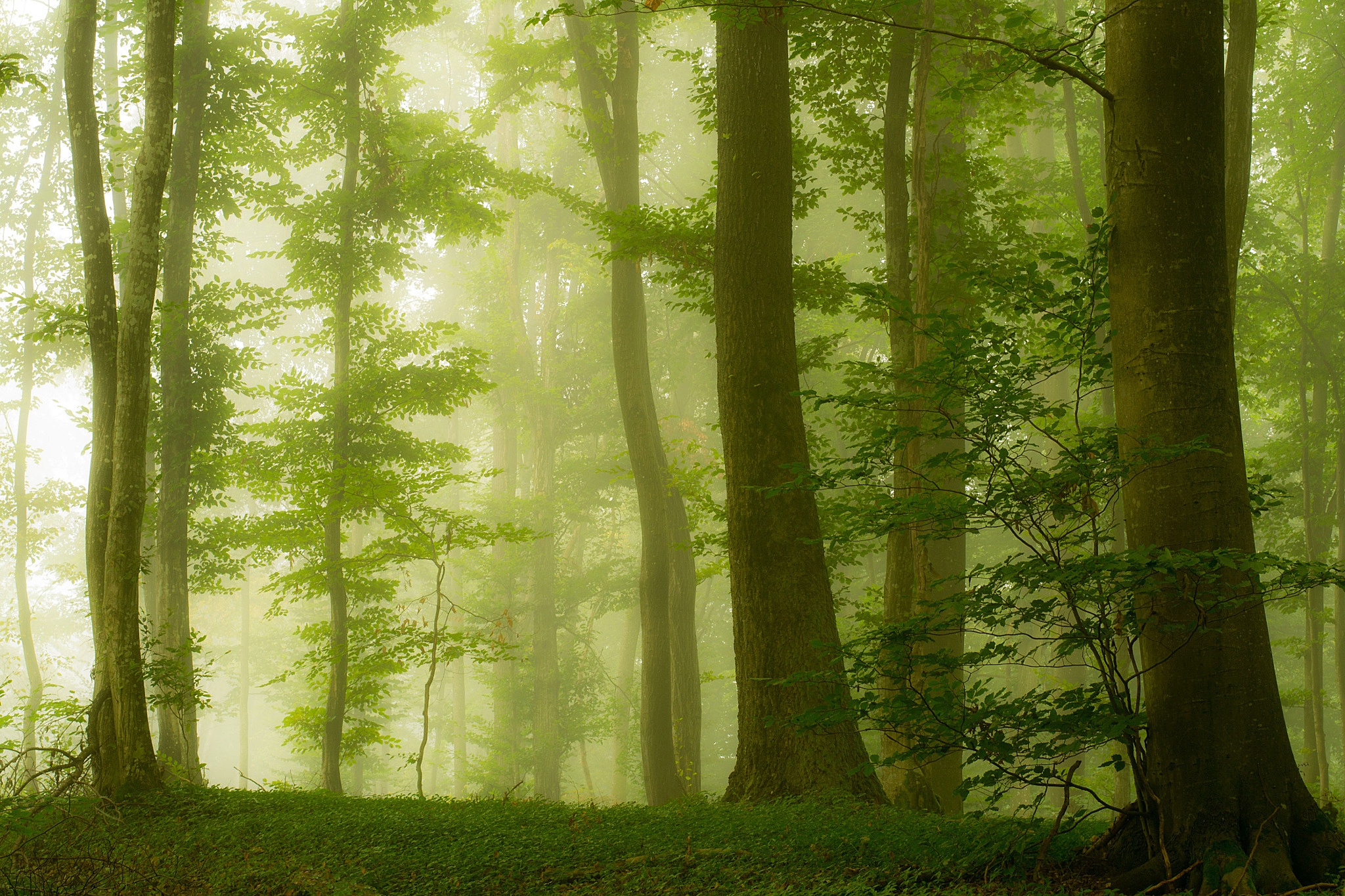 Утренний туман в лесу