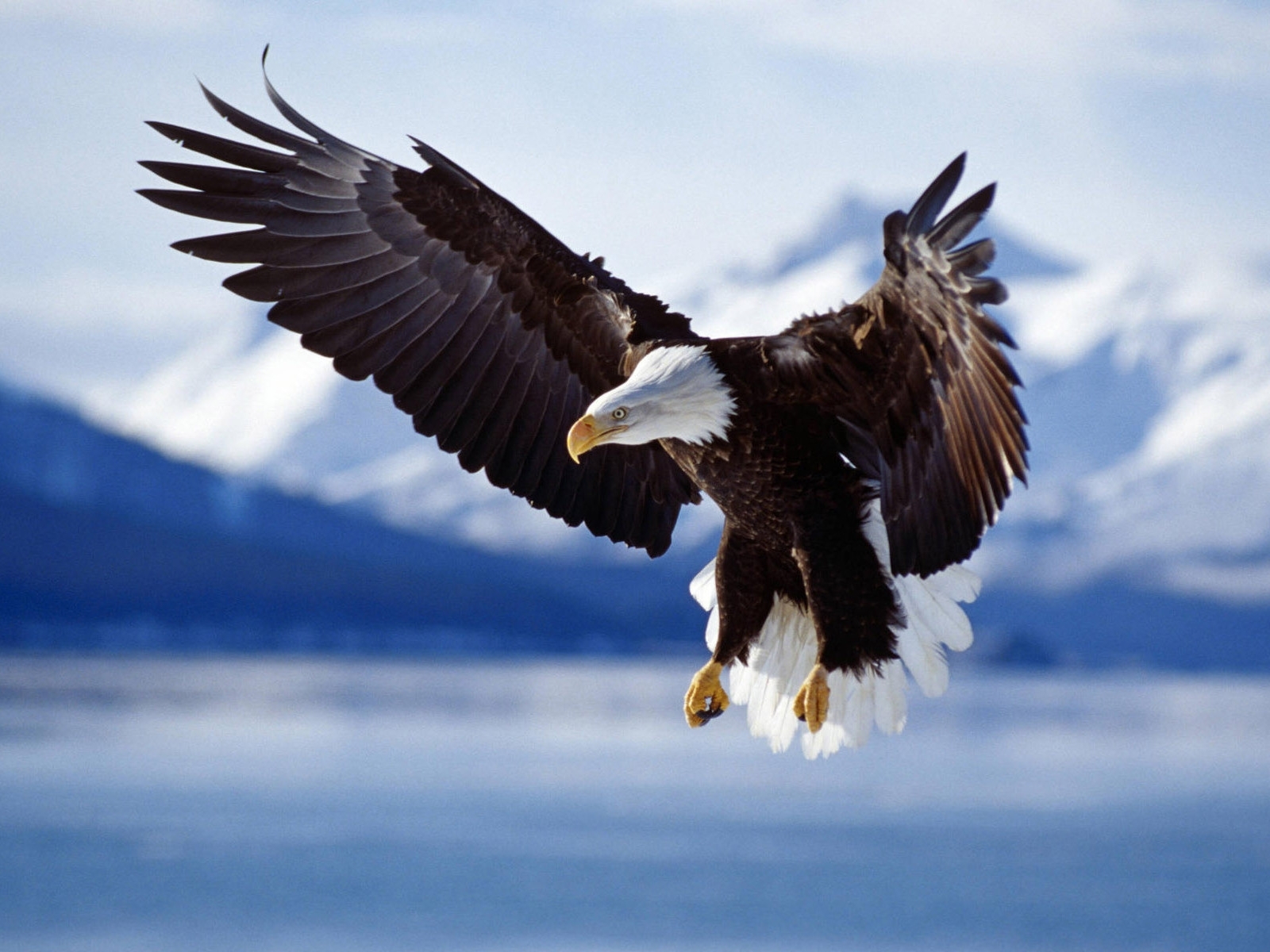 5601 Bild herunterladen vögel, tiere, eagles, blau - Hintergrundbilder und Bildschirmschoner kostenlos