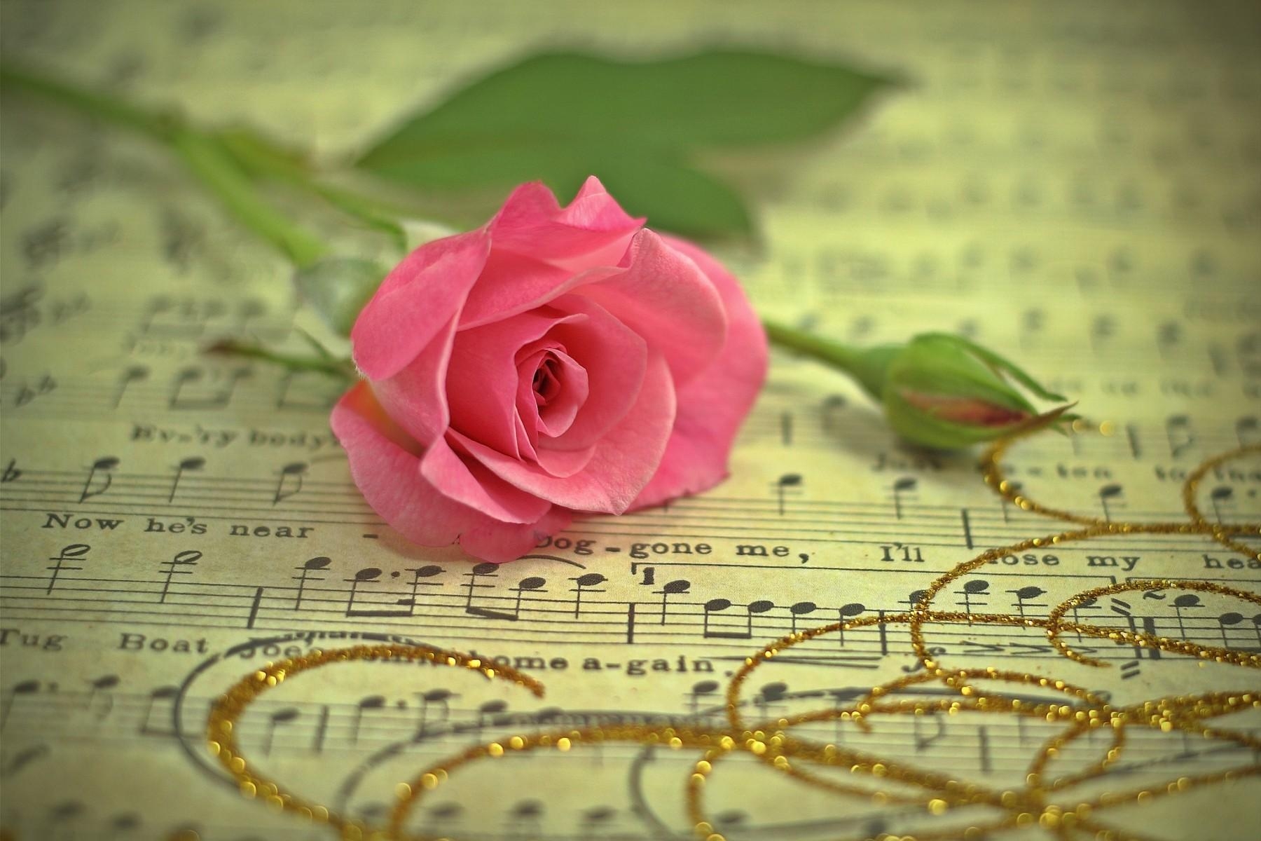 music, flowers, gold, flower, rose flower, rose, thread, notes