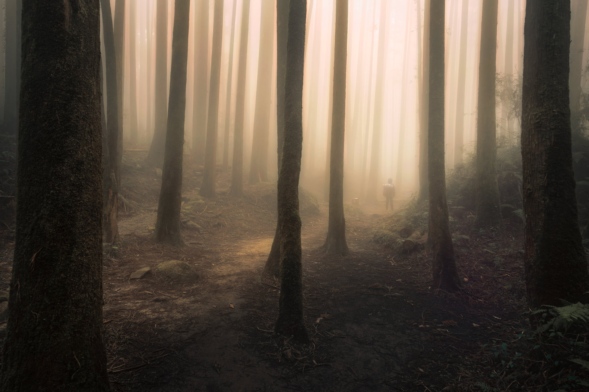 92053 скачать картинку мрак, силуэт, разное, лес, туман - обои и заставки бесплатно