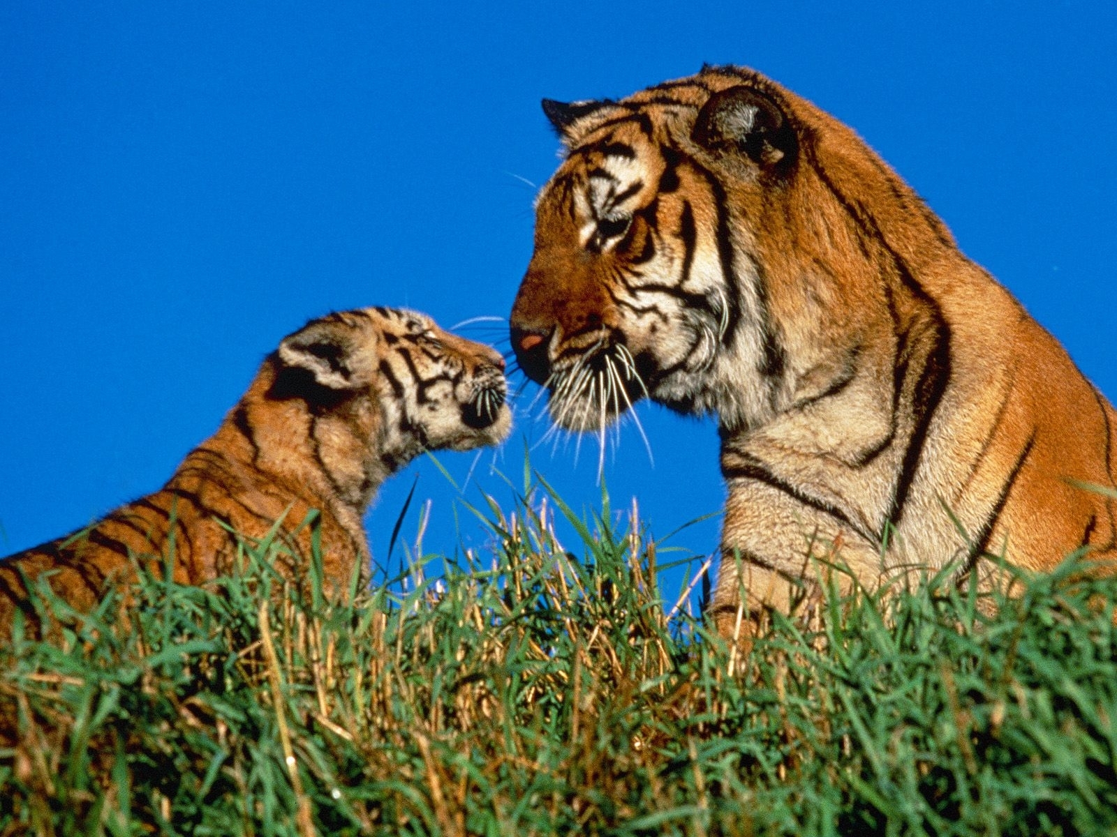 2404 Hintergrundbild herunterladen tigers, tiere - Bildschirmschoner und Bilder kostenlos