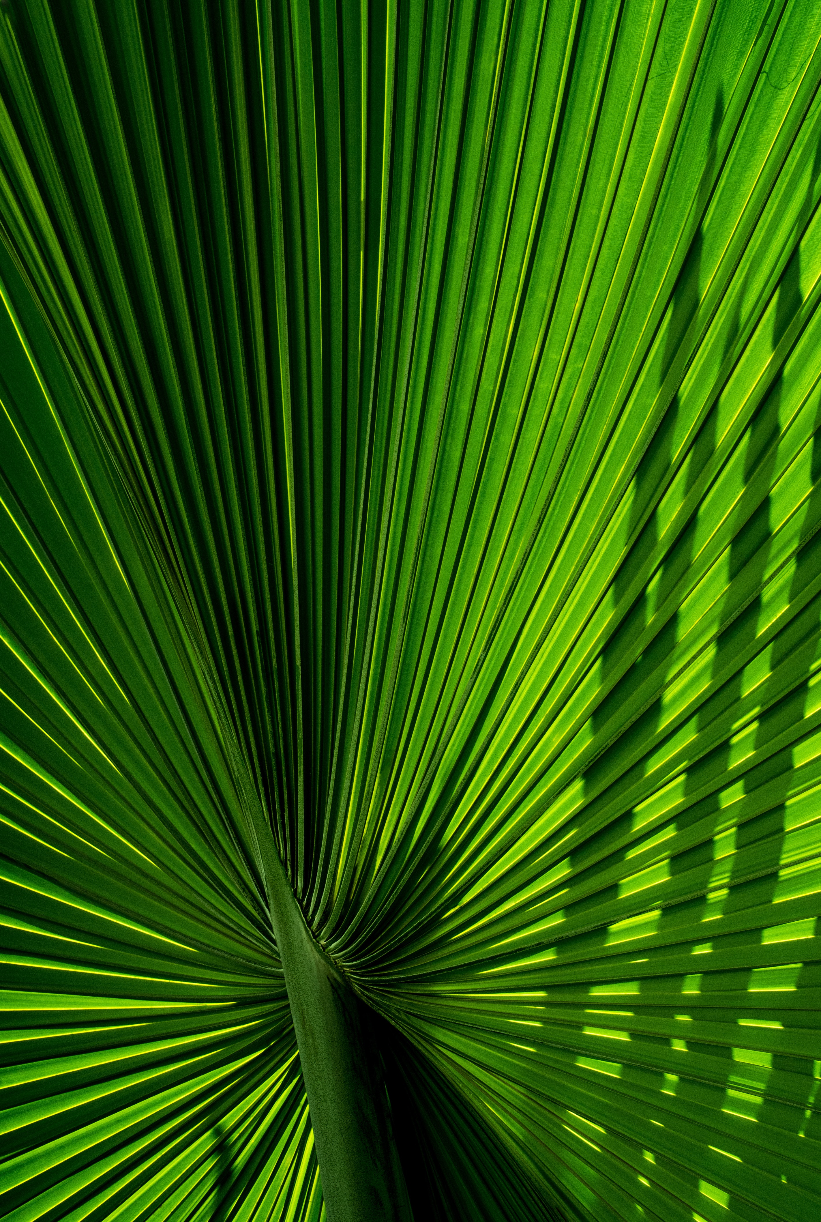 Download mobile wallpaper Macro, Branch, Palm, Carved, Leaves for free.