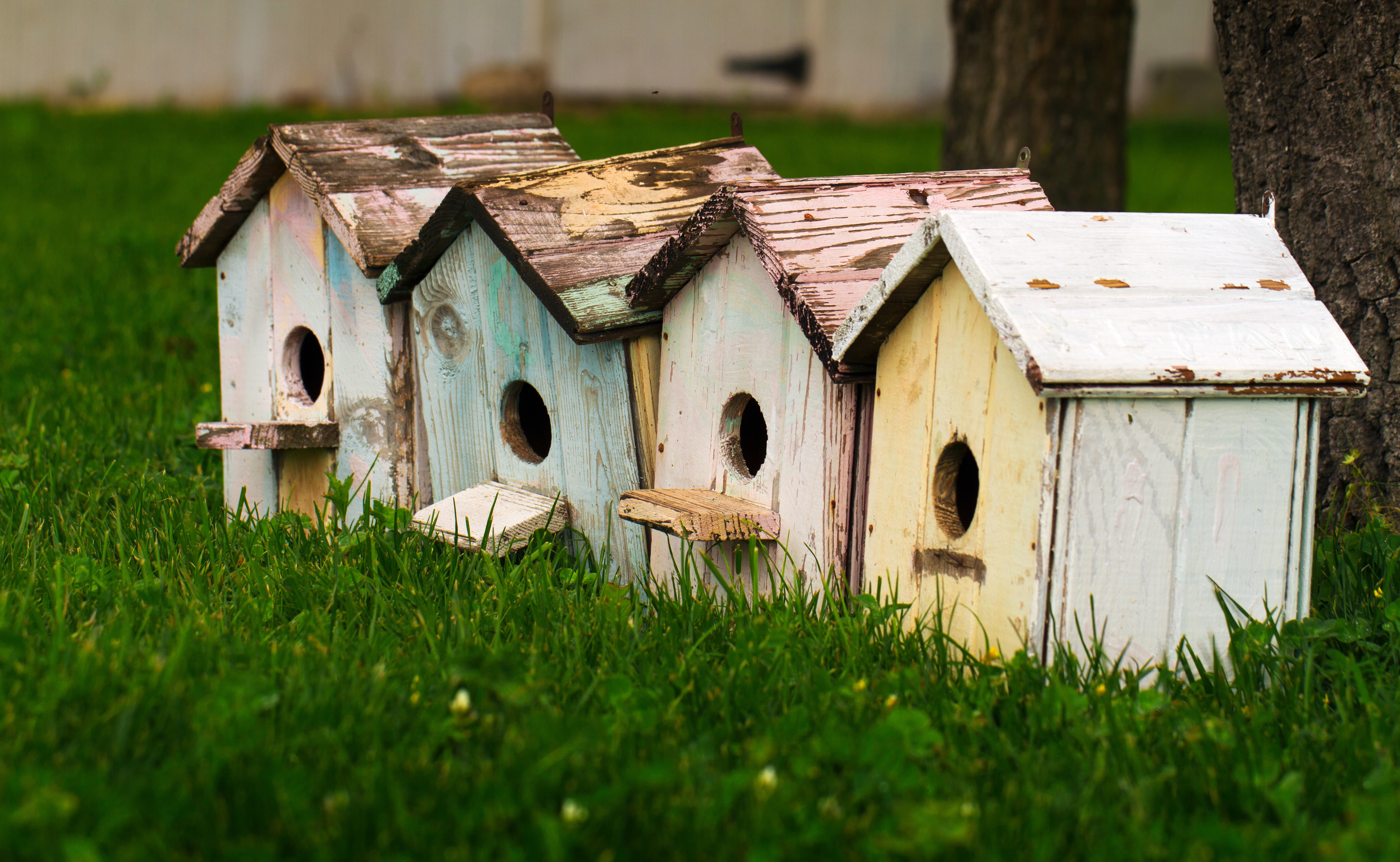 houses, birds, miscellanea, miscellaneous, small houses, birdhouses