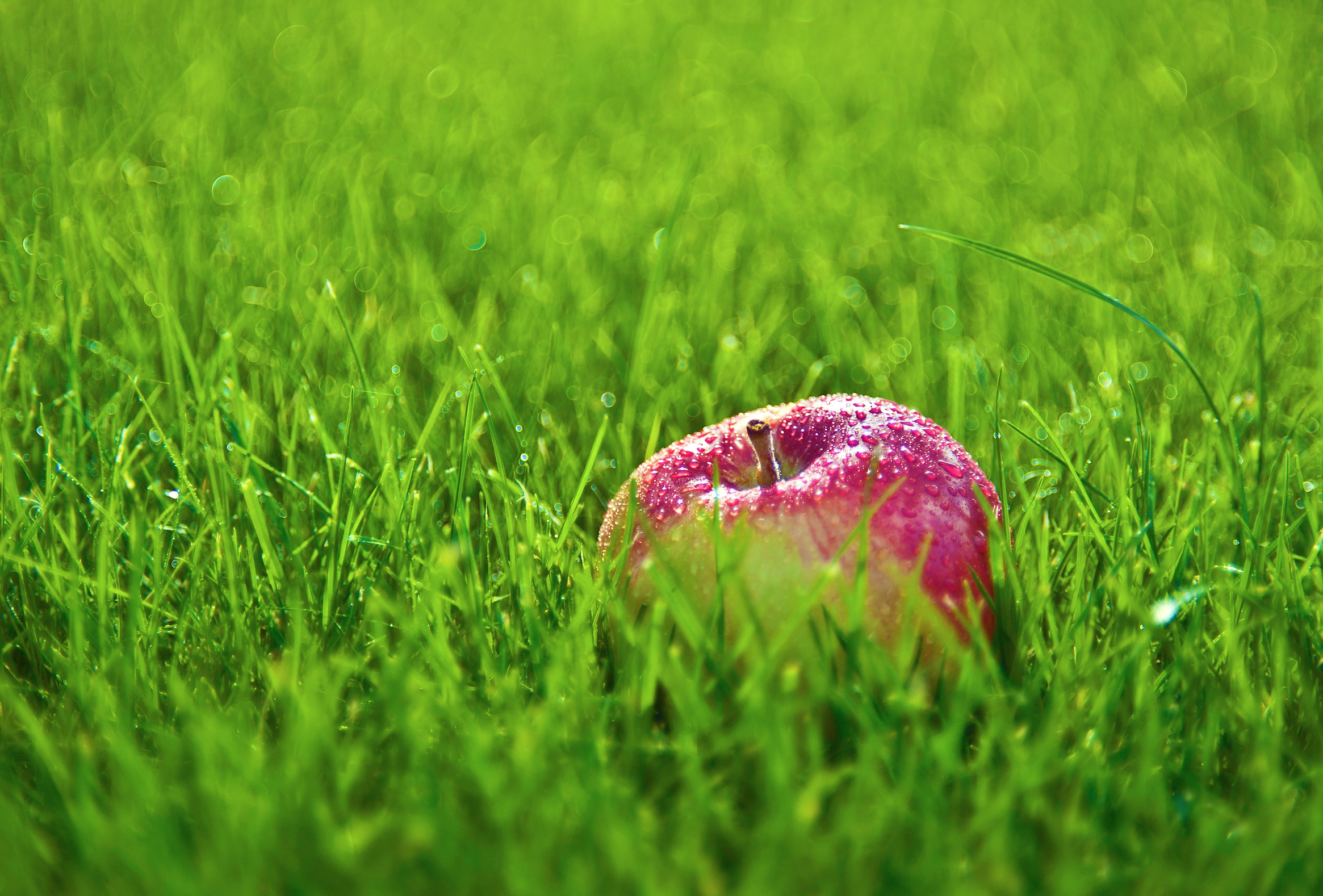 grass, lawn, food, apple, drops, red, fruit