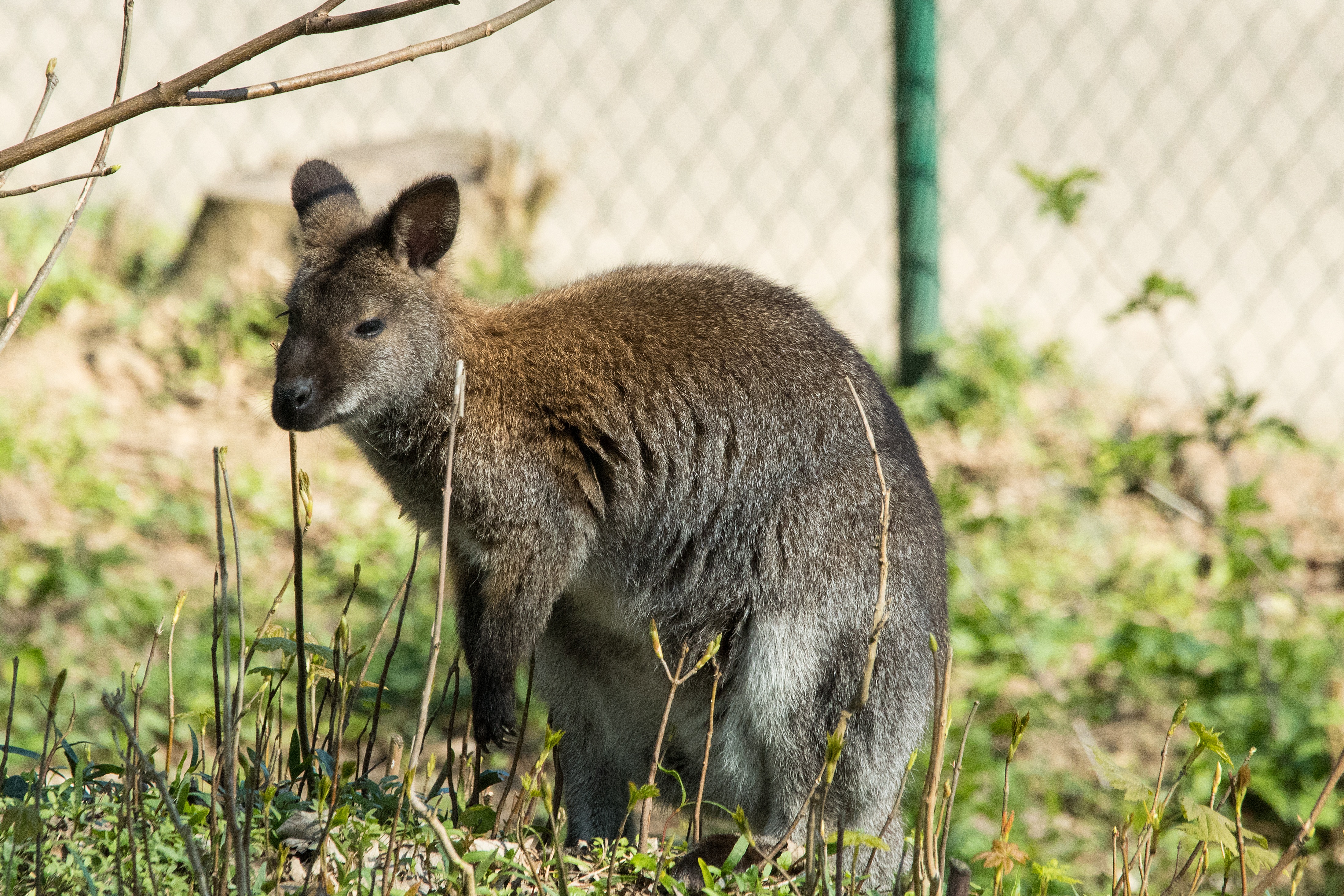 Die besten Kangaroo-Hintergründe für den Telefonbildschirm