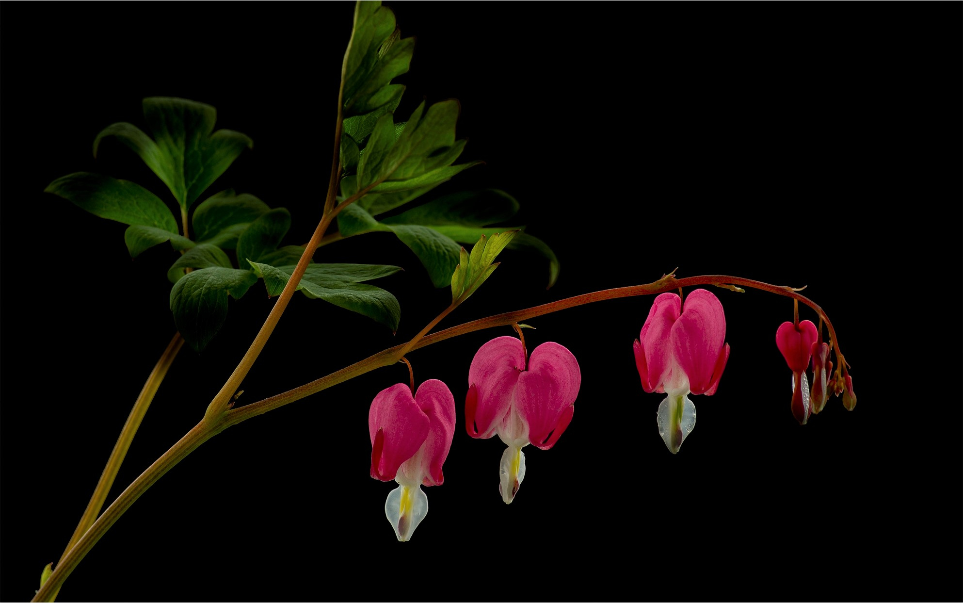 earth, bleeding heart, dicentra, flower, pink flower, flowers phone background