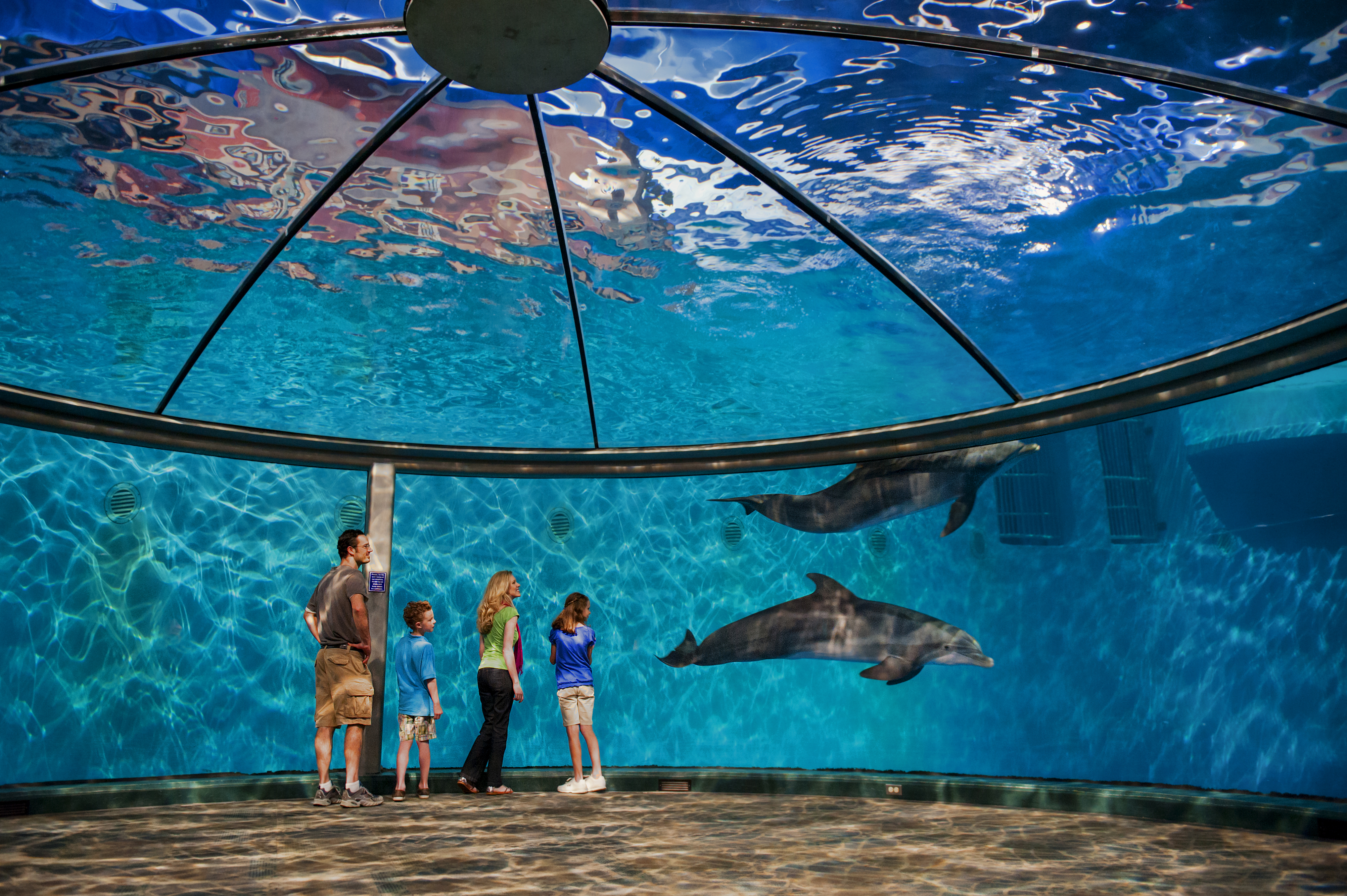Скачать картинку Индианаполис, Indianapolis Zoo, Разное, Дельфины в телефон бесплатно.