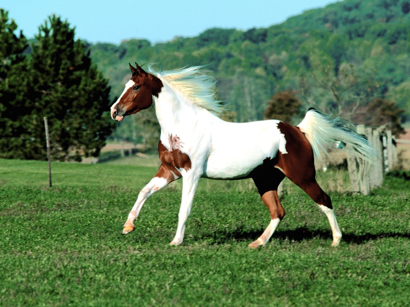 1800 descargar imagen caballos, animales, verde: fondos de pantalla y protectores de pantalla gratis
