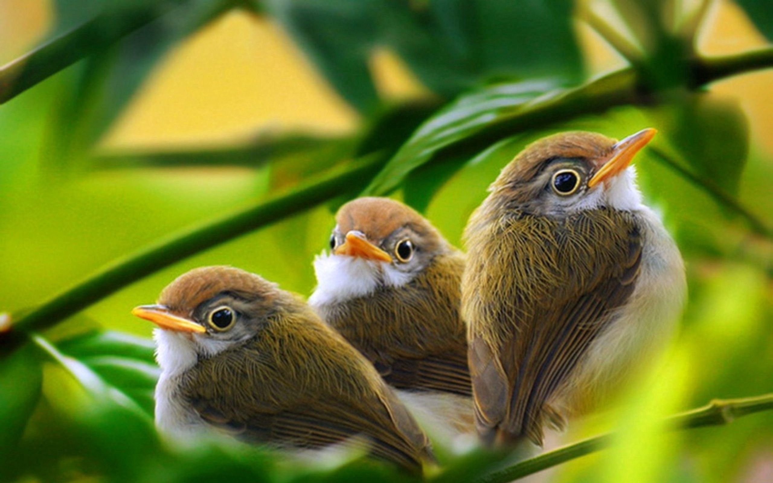 Laden Sie das Vögel, Grass, Blätter, Ast, Zweig, Tiere-Bild kostenlos auf Ihren PC-Desktop herunter