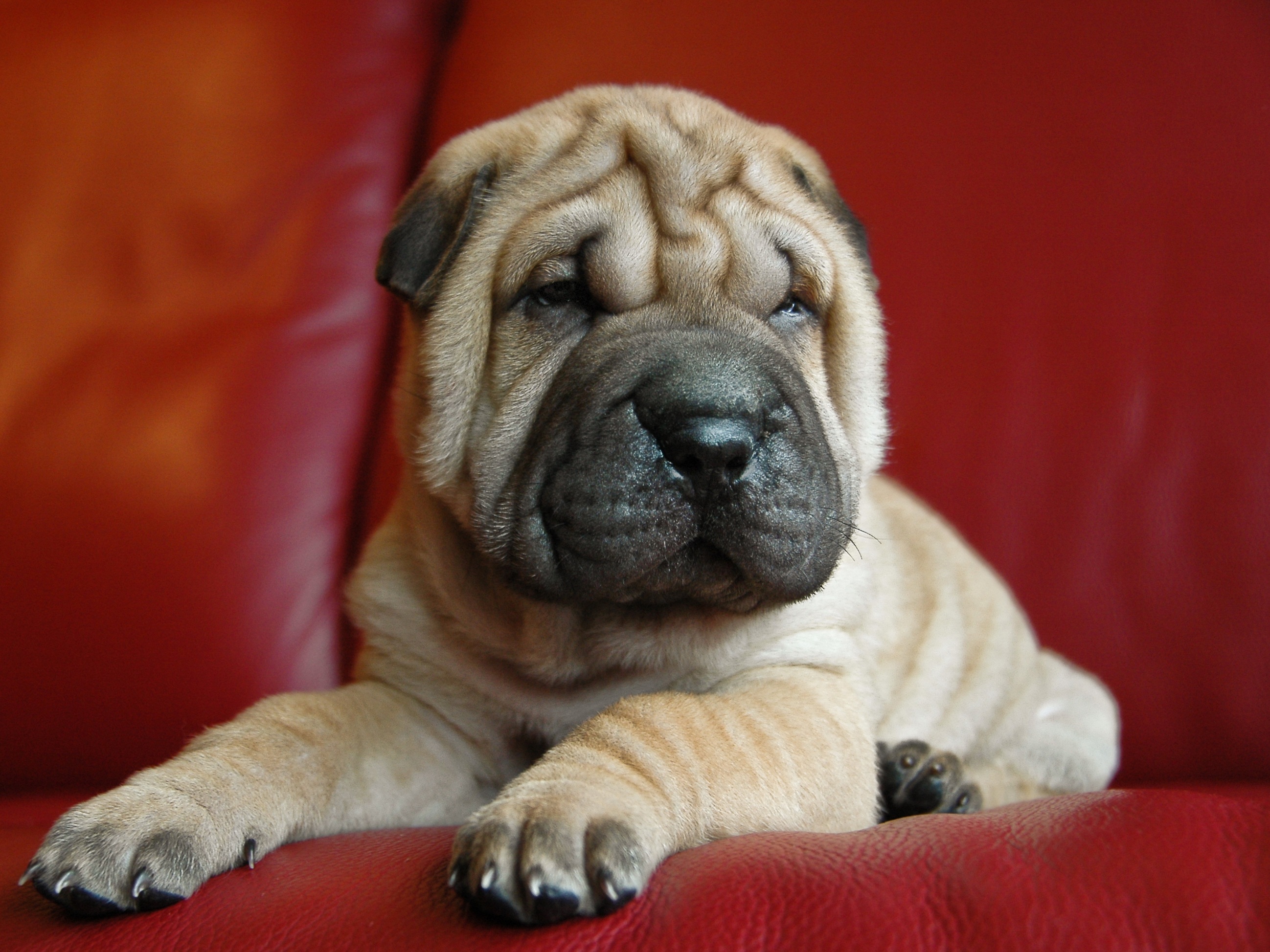 Download mobile wallpaper Shar Pei, Muzzle, Dog, Animals, Puppy for free.
