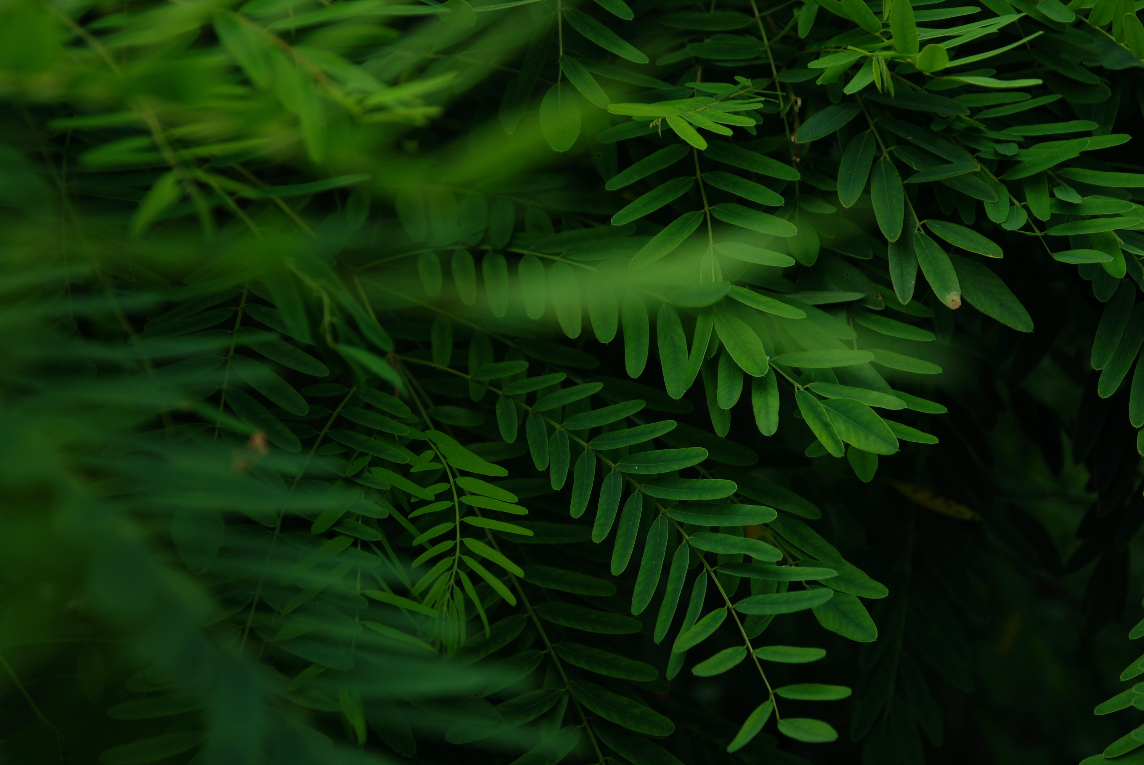 leaves, green, macro, branches, acacia
