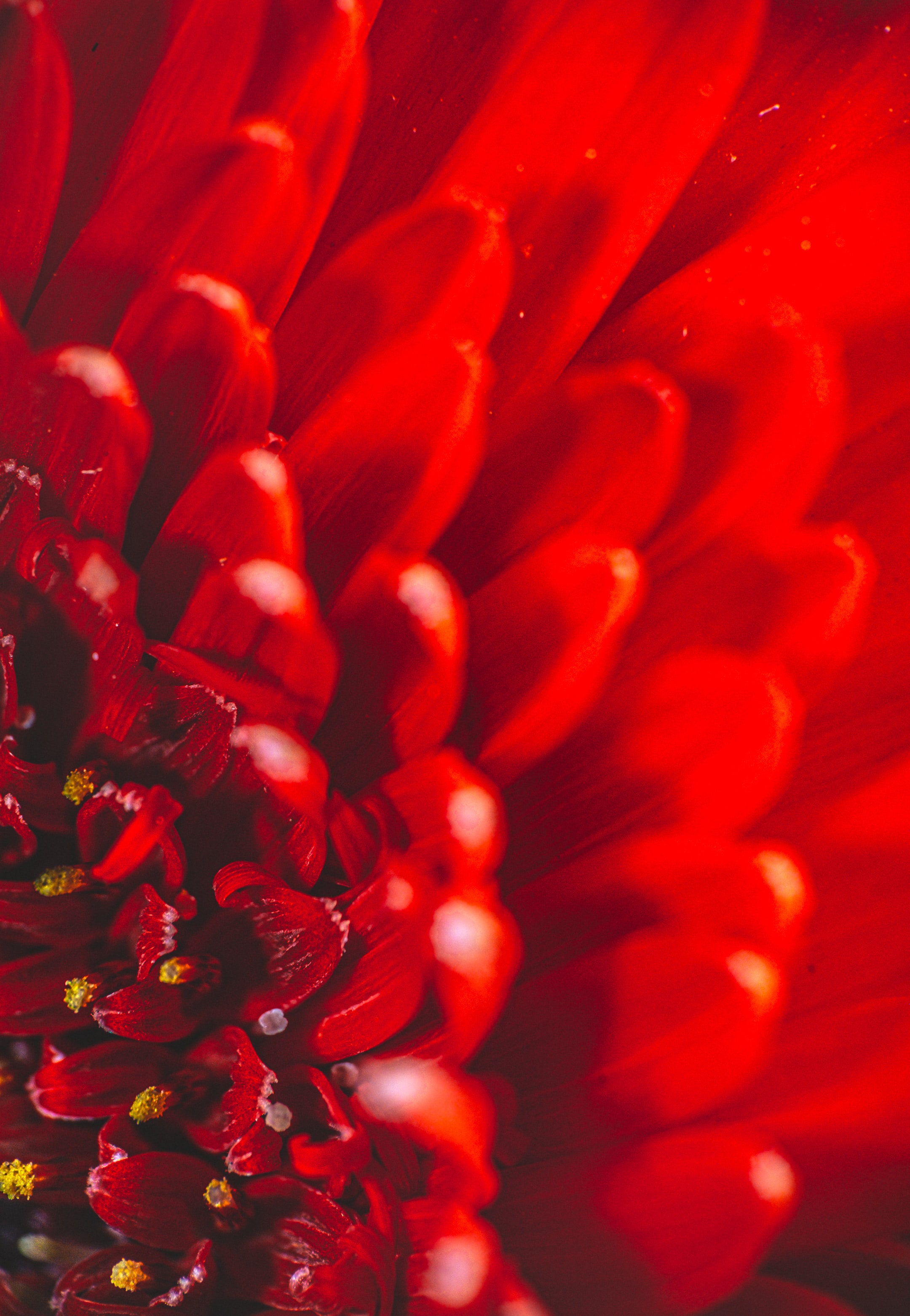 Download mobile wallpaper Chrysanthemum, Petals, Macro, Flower for free.