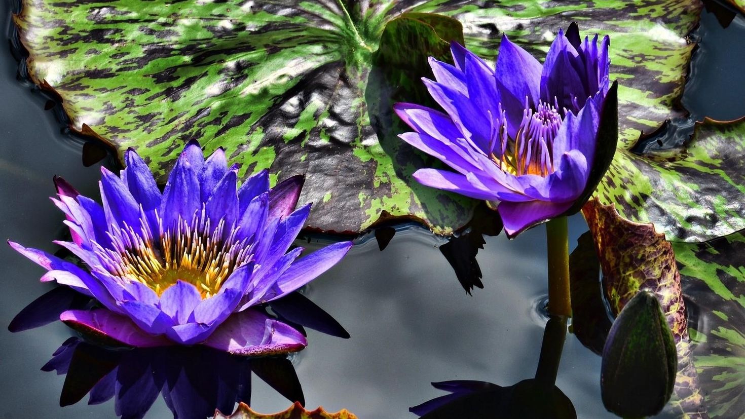 Цветок нилу. Nymphaea Lotus Нильский Египетский Лотос. Нимфея Капская фиолетовая. Голубая Лилия нимфея.