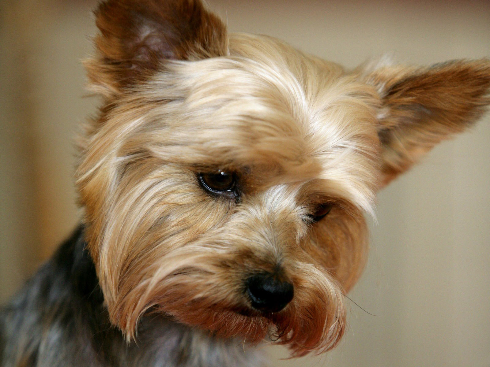 yorkshire terrier, animal, dog, dogs QHD