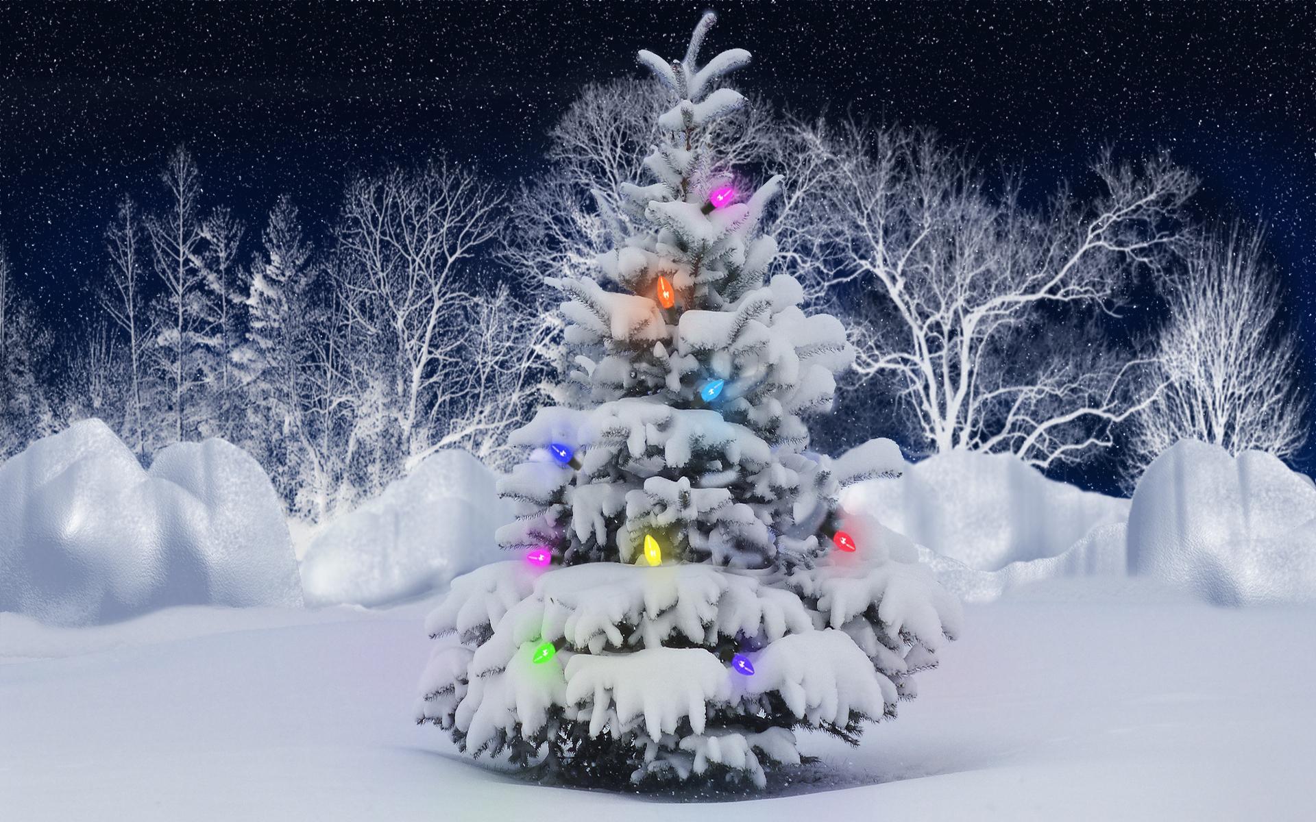 holidays, new year, fir trees, blue