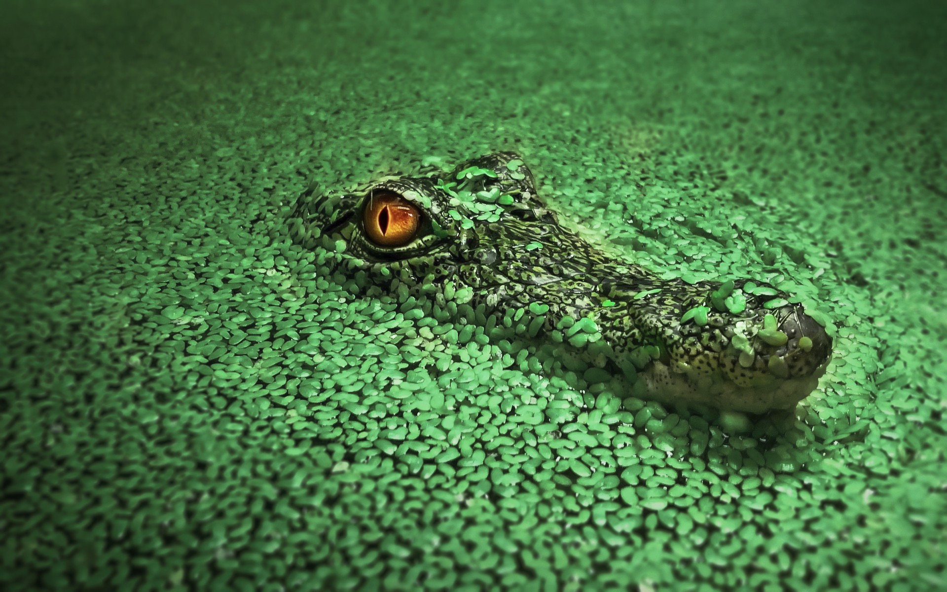 Крокодил в засаде