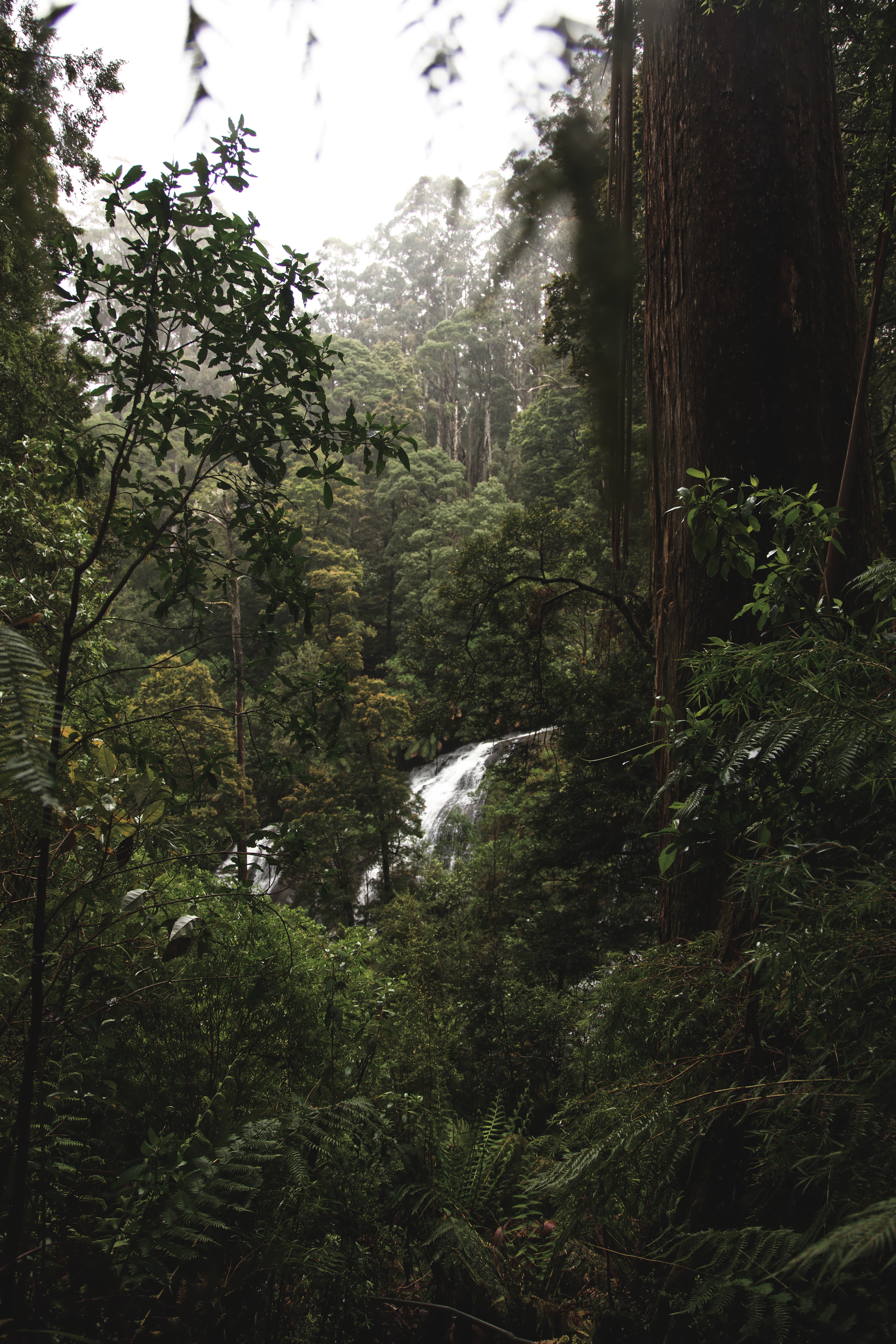 Download mobile wallpaper Jungle, Bush, Trees, Waterfall, Nature, Forest for free.