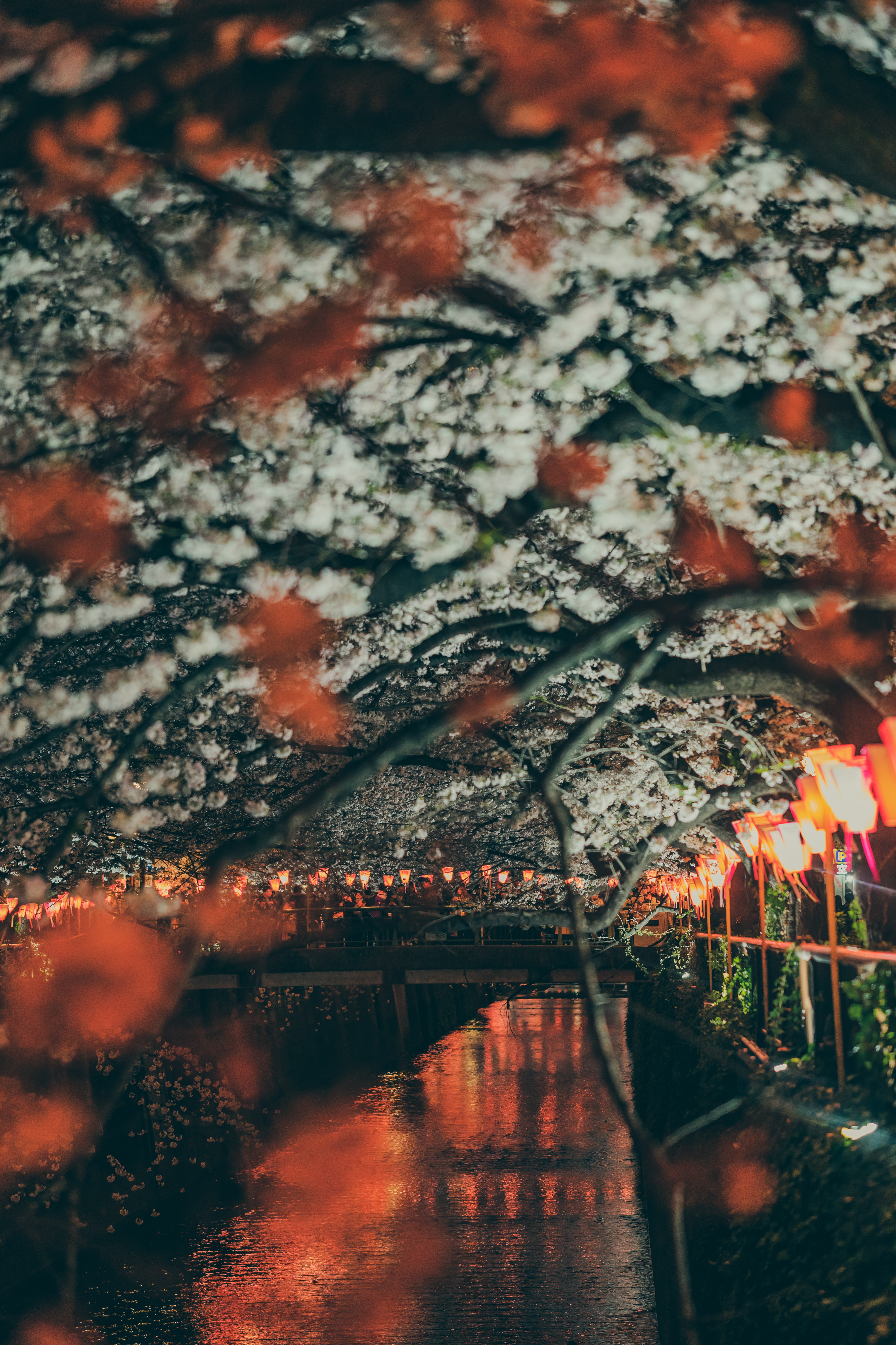 vertical wallpaper sakura, lanterns, cities, rivers, lights, park, bridge, embankment, quay