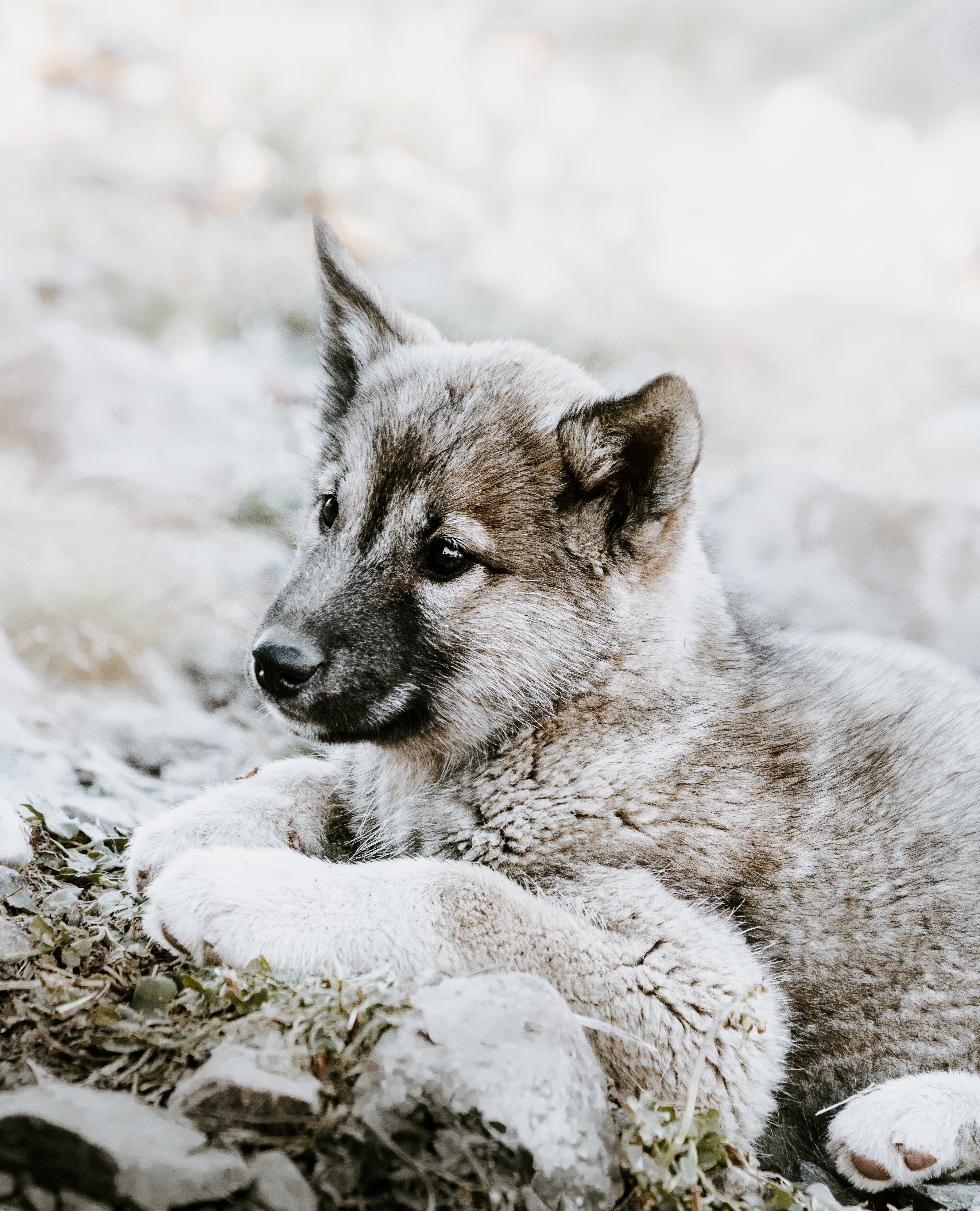 puppy, animals, lies, sadness, sorrow, czechoslovakian wolfdog, czechoslovak wolf dog
