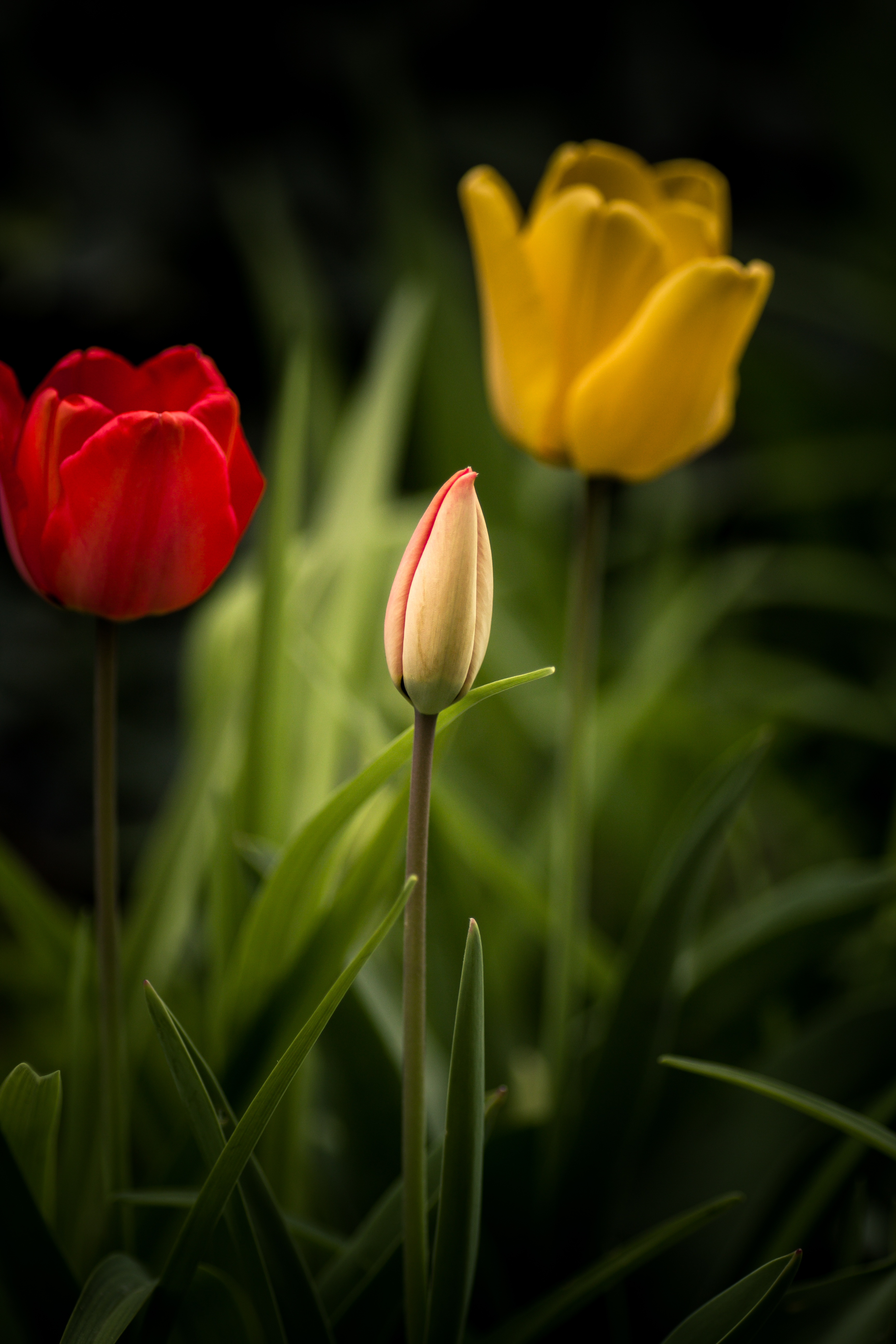 Laden Sie das Blätter, Blumenbeet, Blumen, Tulpen-Bild kostenlos auf Ihren PC-Desktop herunter