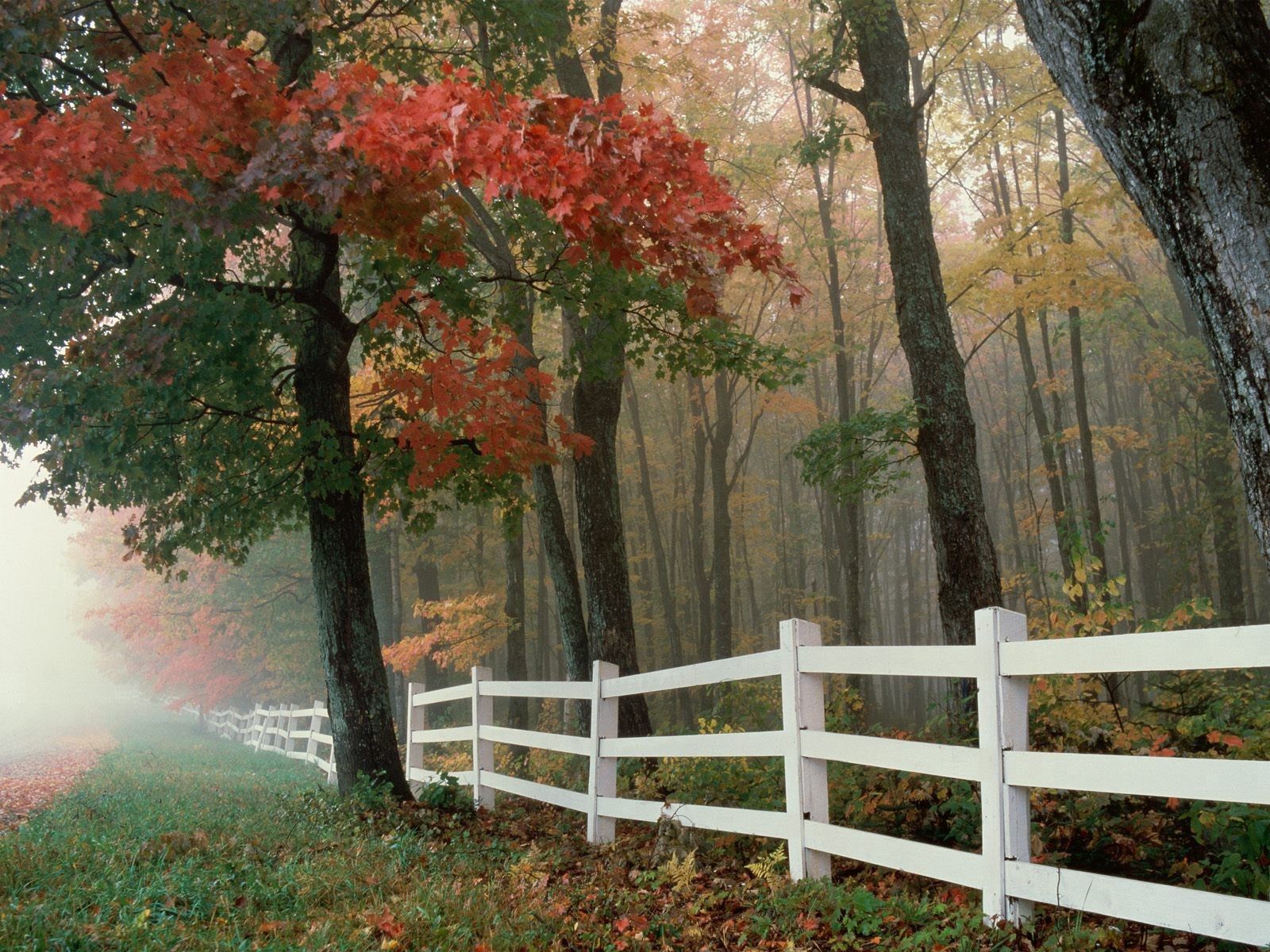 Скачать картинку Забор, Деревья, Туман, Природа, Листья, Осень в телефон бесплатно.