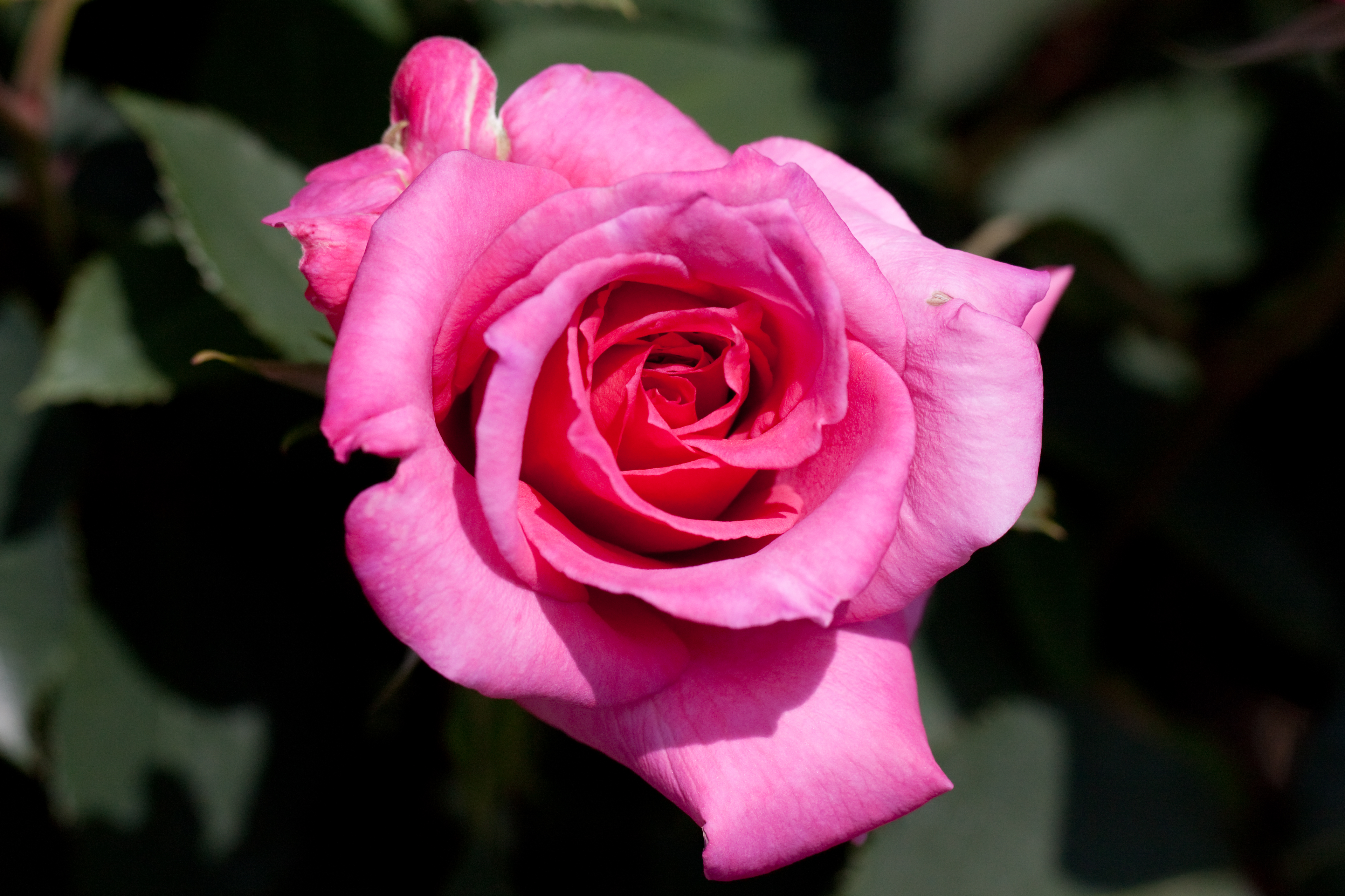 Cool rose. 4 Розы. Rose 4k. 004 Rose. Розовая роза будет торчать.