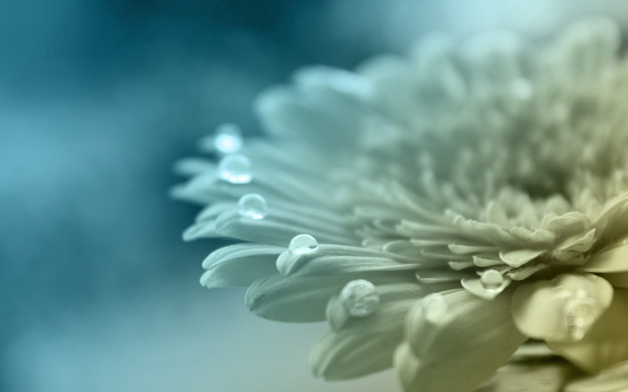 Laden Sie das Blume, Drops, Makro, Verblasst, Blütenblätter-Bild kostenlos auf Ihren PC-Desktop herunter