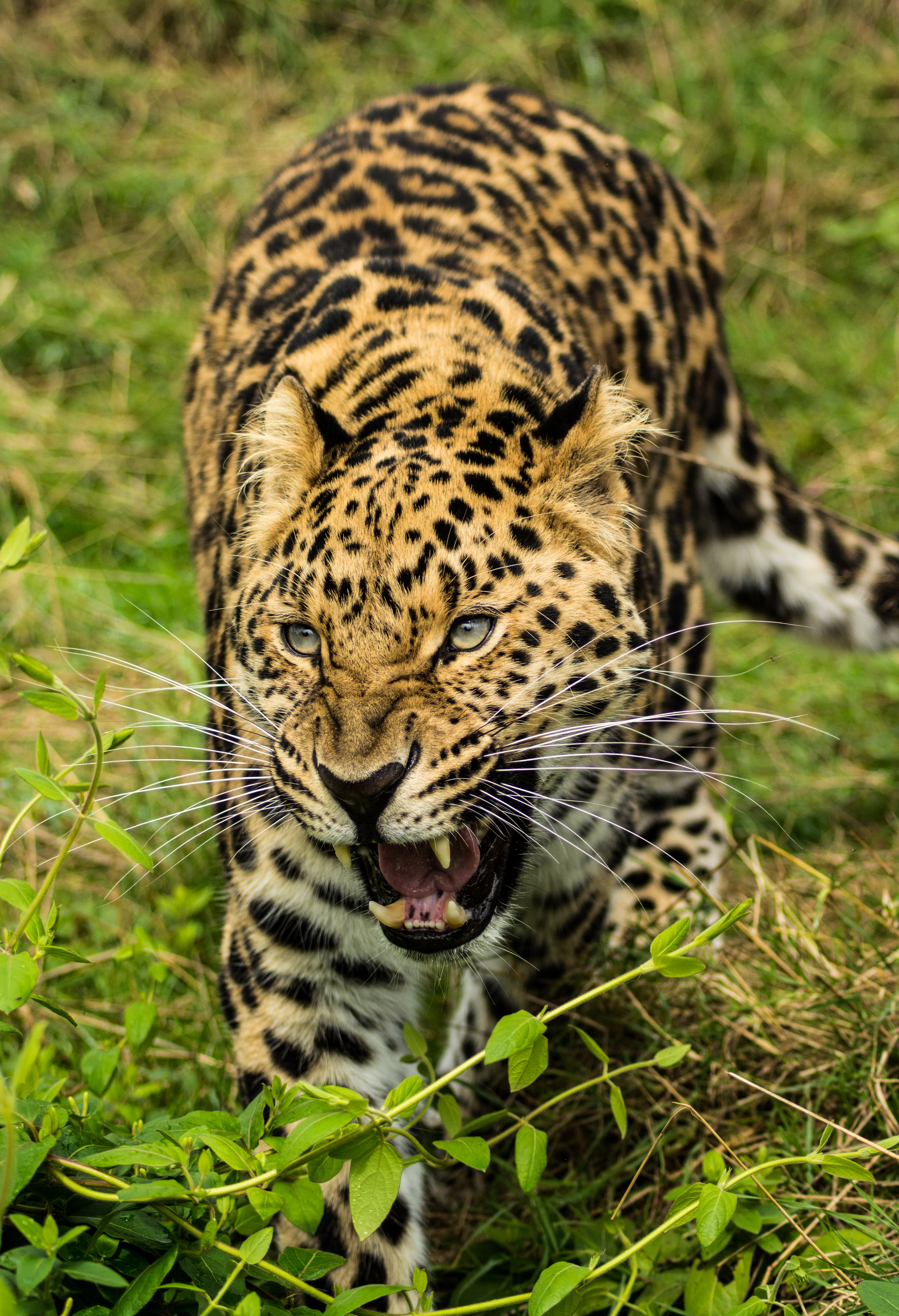 predator, animals, leopard, big cat, sight, opinion, mouth, to fall