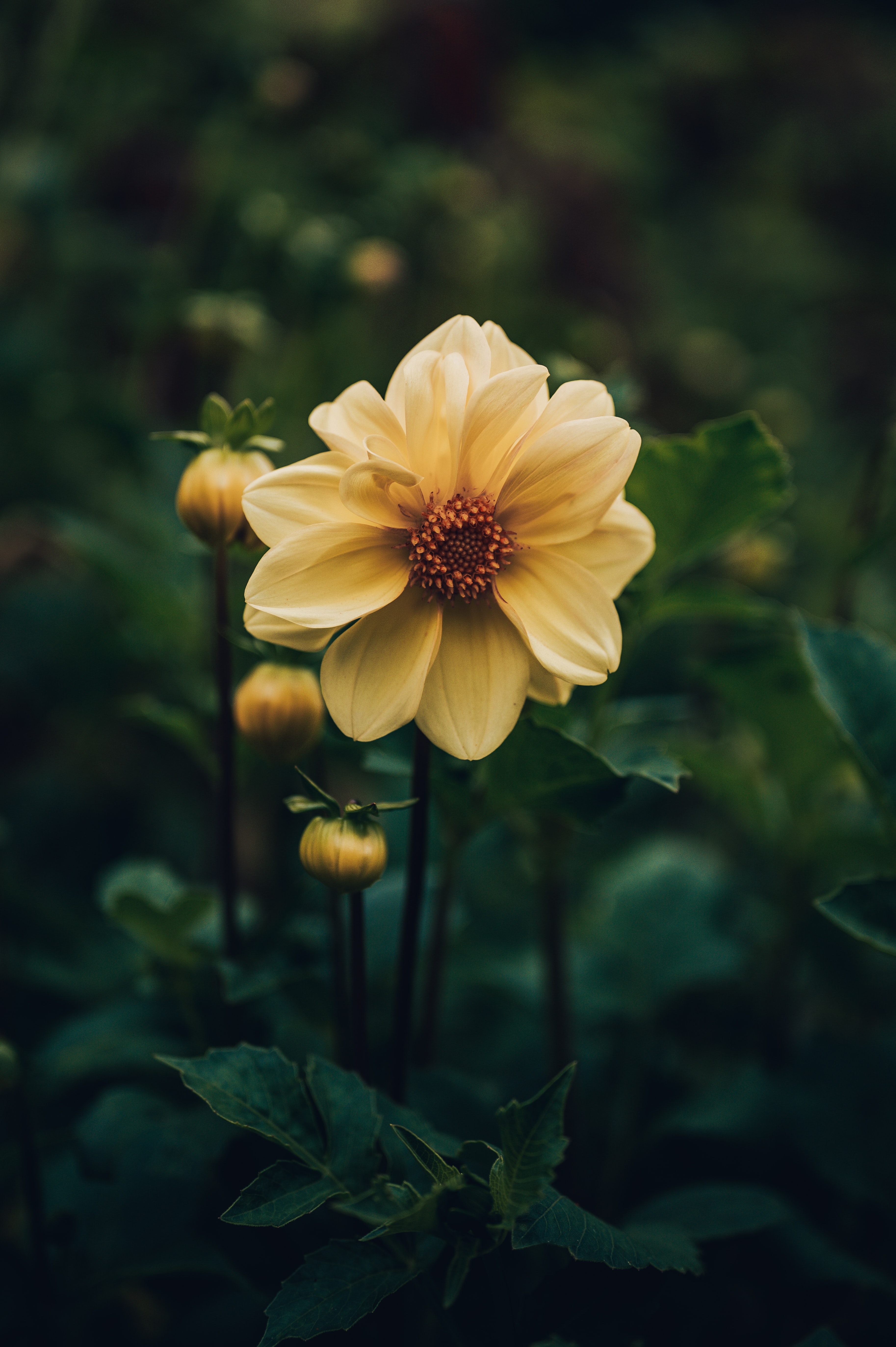 android flower, flowers, yellow, plant, dahlia