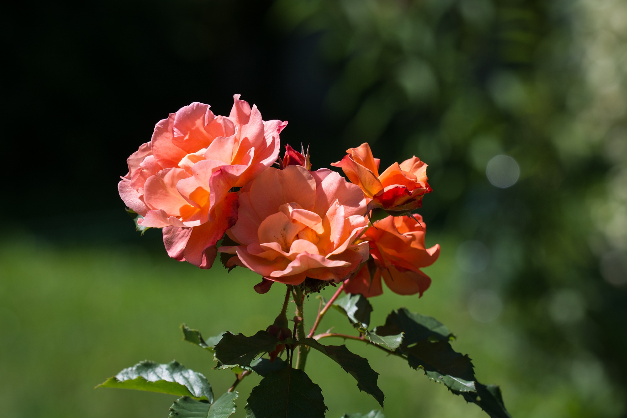 Оранжево лососевые розы