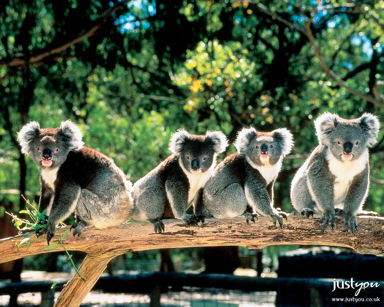 1478255 Hintergrundbild herunterladen tiere, koala - Bildschirmschoner und Bilder kostenlos