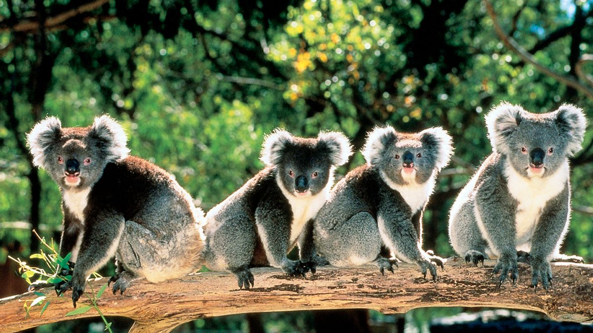 Коала в Австралии. Брисбен парк коал. Новая Зеландия парк коал. Коала в лесу. Коала остров