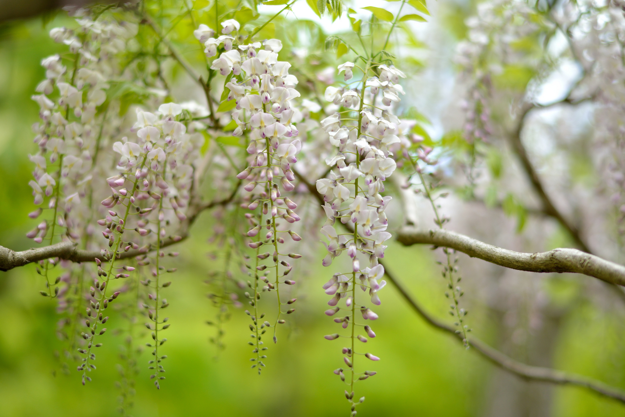 Цветущая сложность. Акация Глициния. Wisteria соцветия. Глициния дерево Акация. Майское дерево.