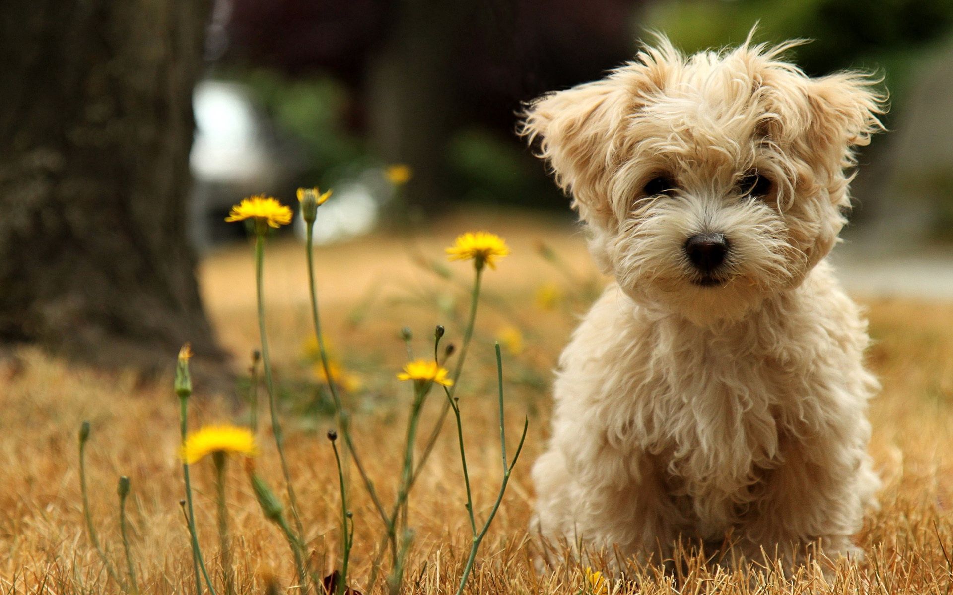 Download mobile wallpaper Animals, Grass, Dog, Puppy, Flower for free.