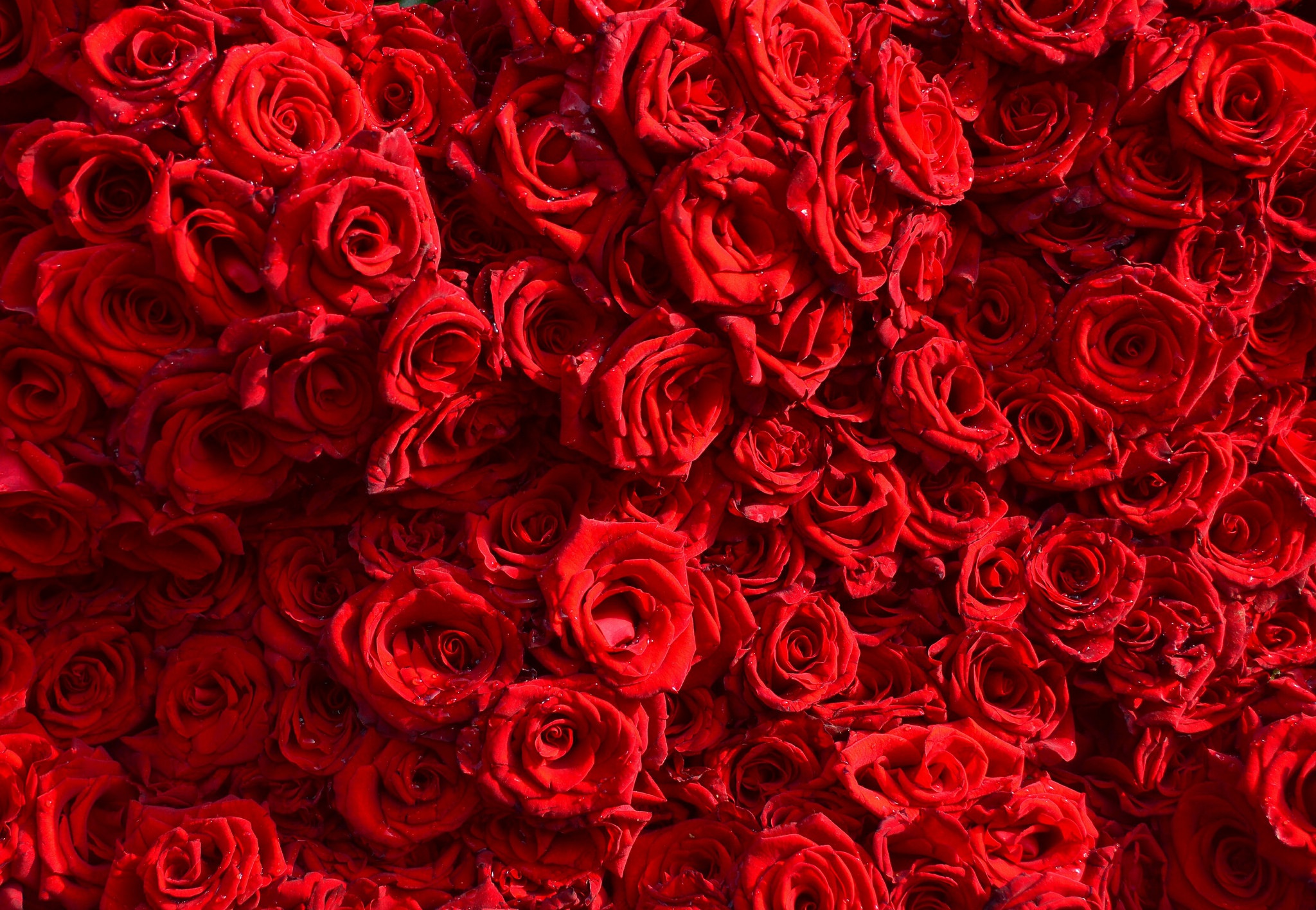 Красивые красные цветы картинки