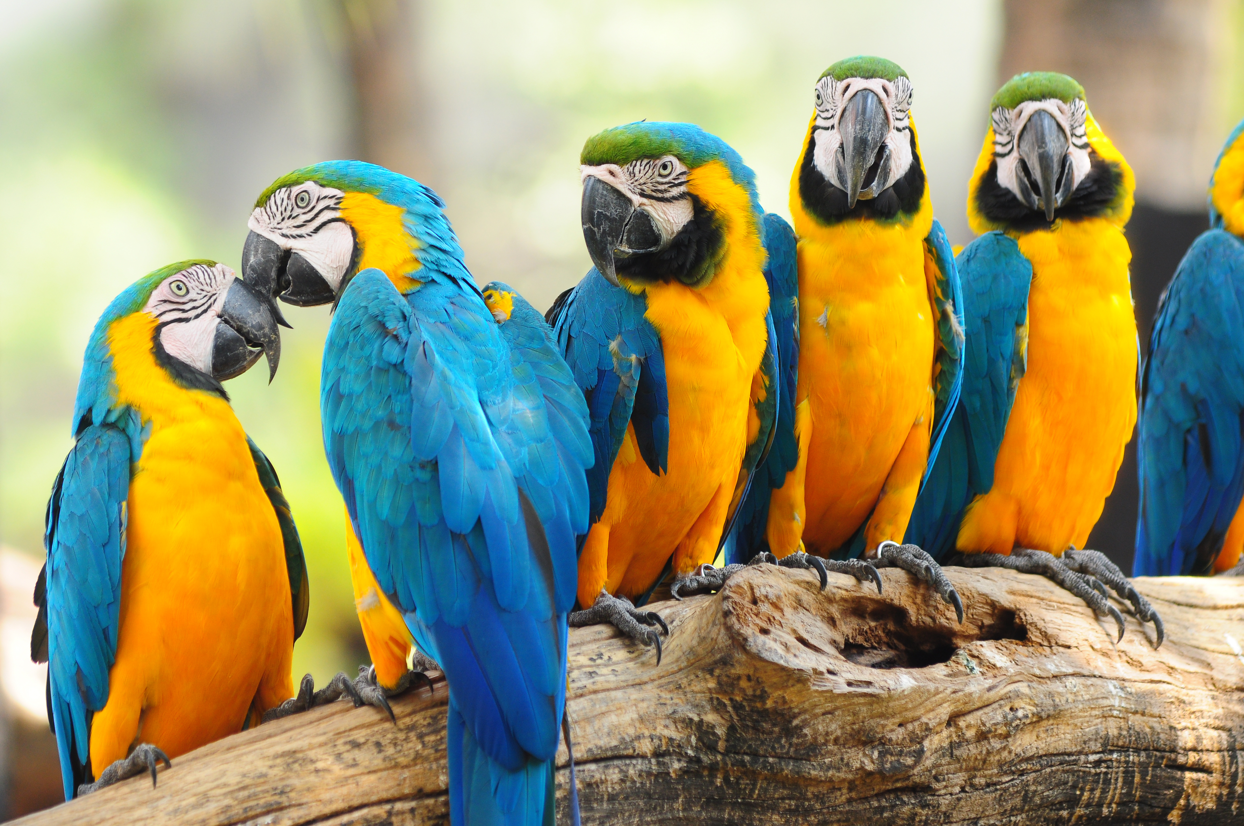 283921壁紙のダウンロード動物, 青と黄色のコンゴウインコ, 鳥-スクリーンセーバーと写真を無料で