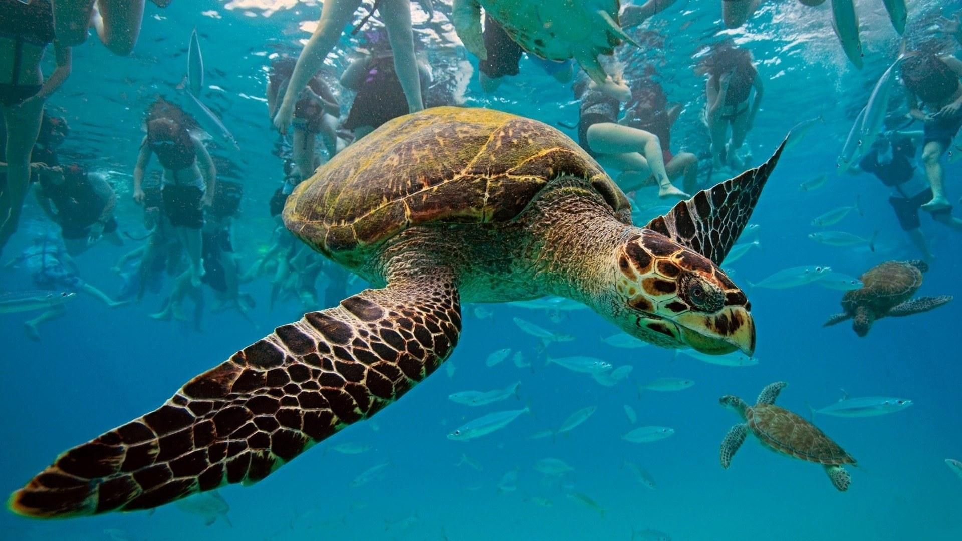 113161 Hintergrundbild herunterladen tiere, turtles, schwimmen, unterwasserwelt - Bildschirmschoner und Bilder kostenlos